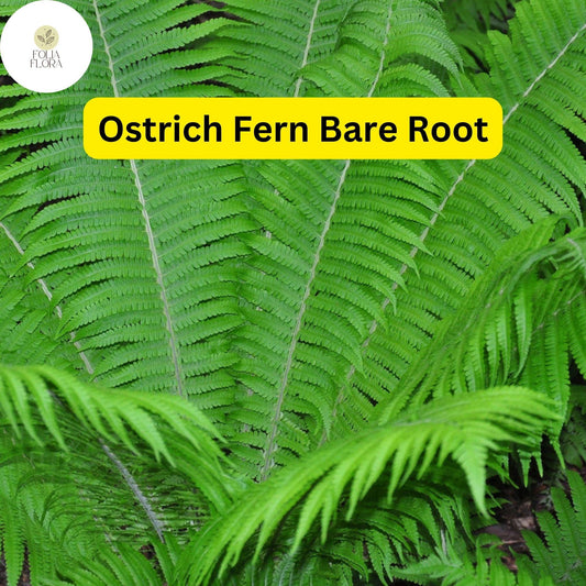 10 Ostrich Ferns Bare Root Perennials - Matteuccia struthiopteris Shade Plants for Woodland Gardens