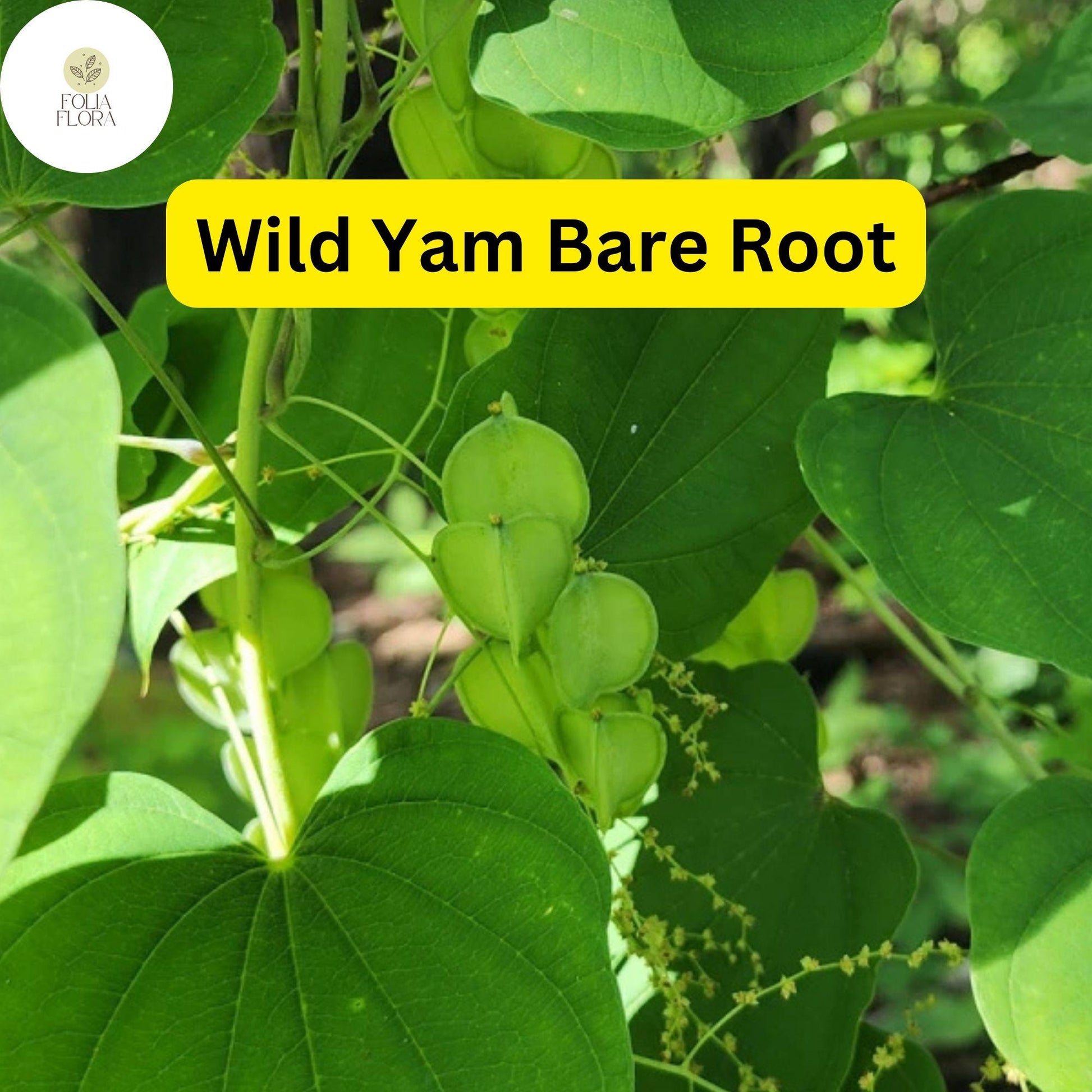Wild Yam Plants, Bare Root Perennials, Dioscorea villosa, Organic Native Vine, Shade-Loving Wildflower