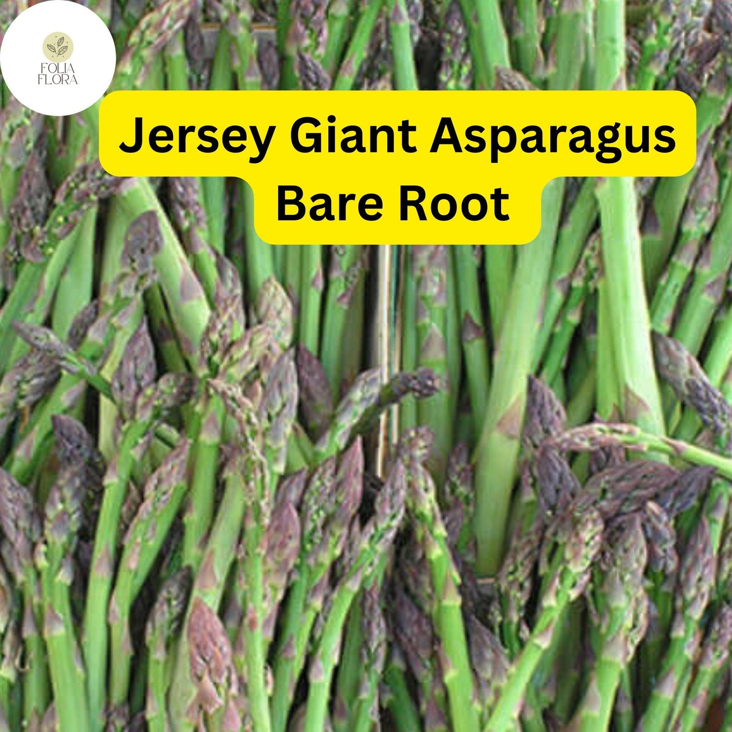 Jersey Giant Asparagus Crowns 2-Year Bare Root Perennial Vegetable, Green, High Yield, Disease-Resistant, Asparagus officinalis