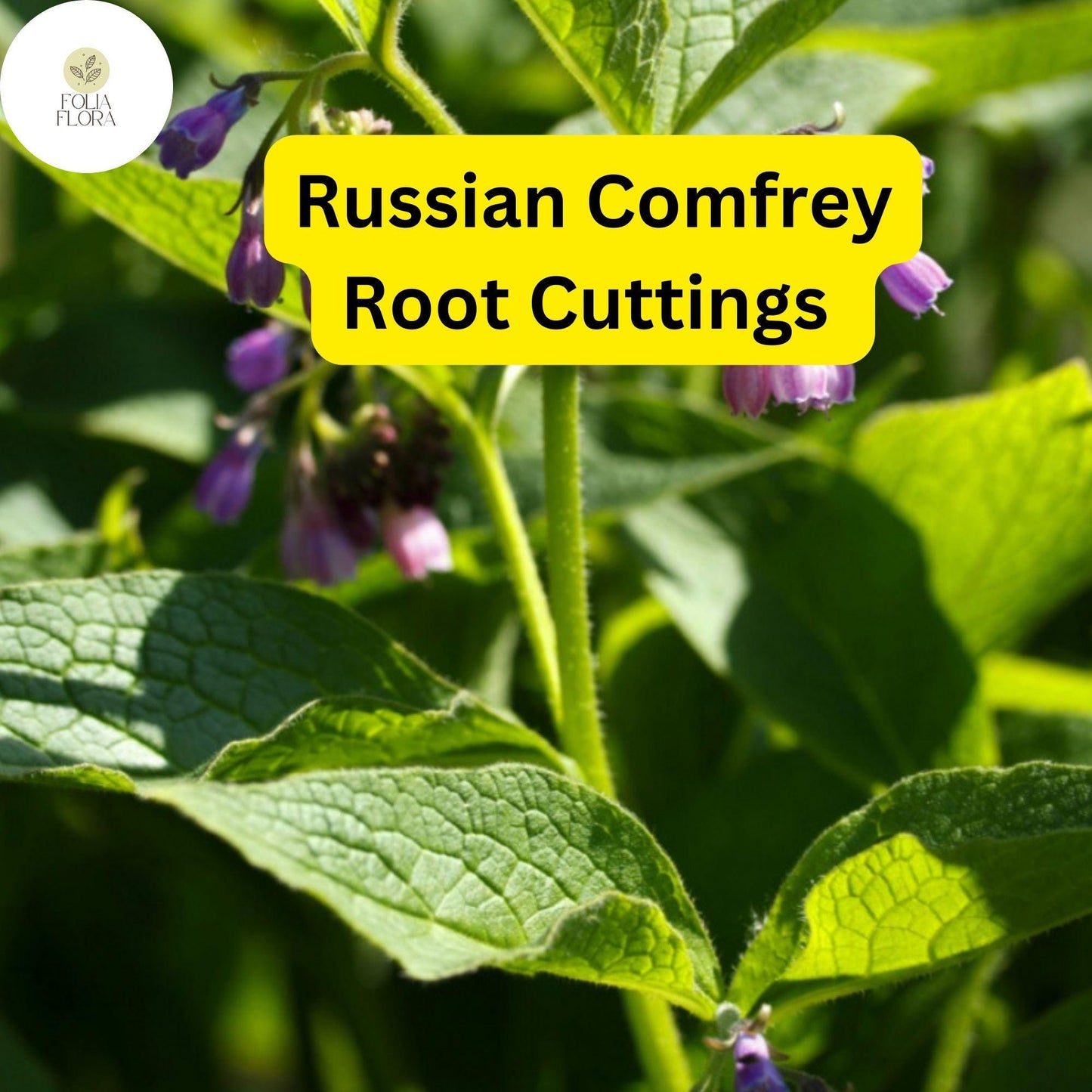 Live Root Cuttings Russian Comfrey Bocking 4 Cultivar Perennial Herb for Fertilizer & Forage