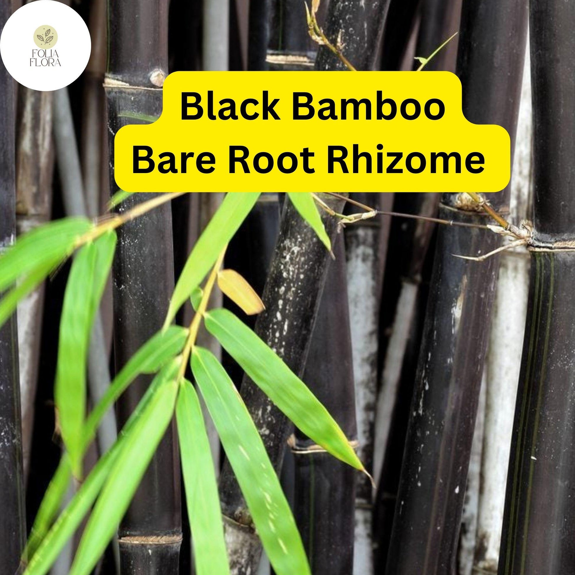 Black Bamboo Rhizomes Live Bare Root Plant – Ornamental Privacy Screen Phyllostachys nigra