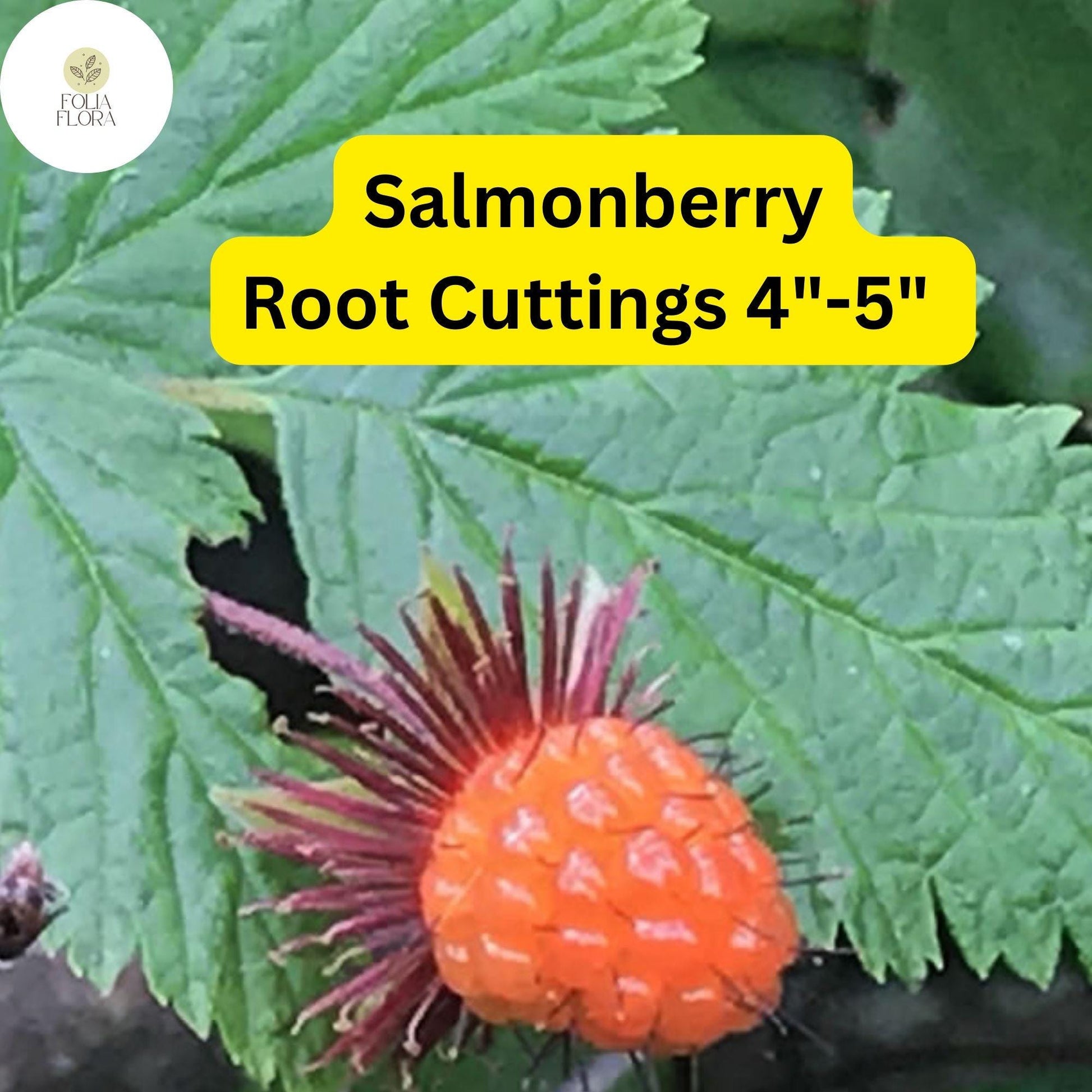 Salmonberry Root Cuttings 4-5" | Organic Perennial Rubus spectabilis | Edible Berries & Pollinator Plant