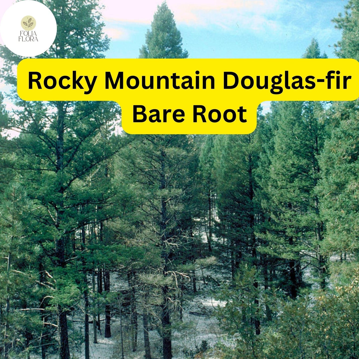 Rocky Mountain Douglas-fir Tree Bare Root Evergreen Pseudotsuga menziesii for Landscaping, Privacy, Windbreaks