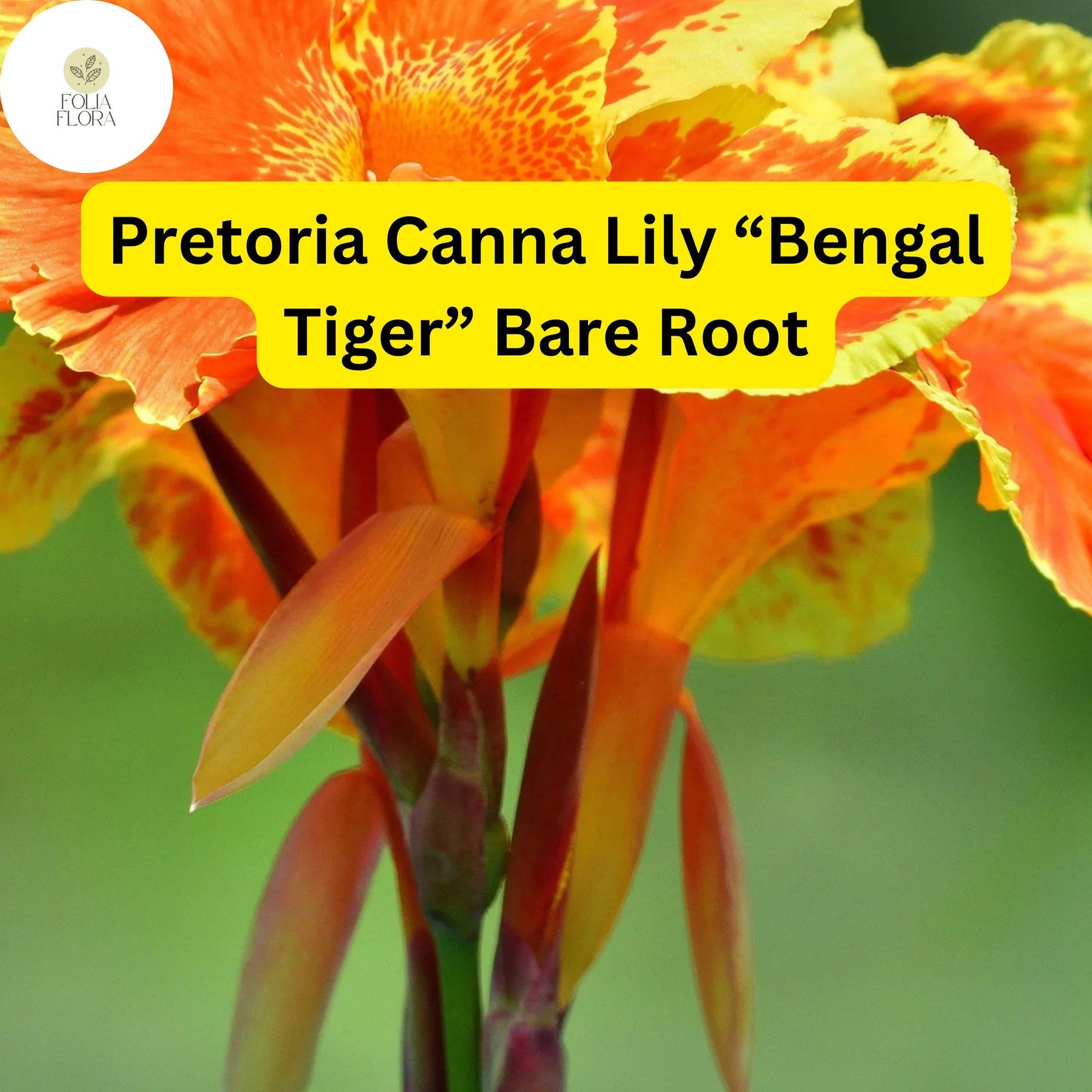 Bare Root Canna Lily Plants “Bengal Tiger” Tropical Garden, Canna x generalis, 3 Pack