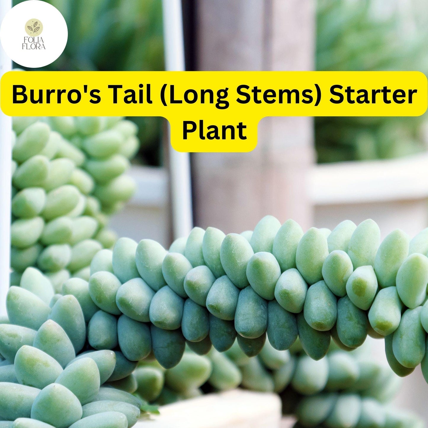 Burro's Tail Succulent Live Plant 4" Pot Sedum morganianum Hanging Basket Indoor Decor