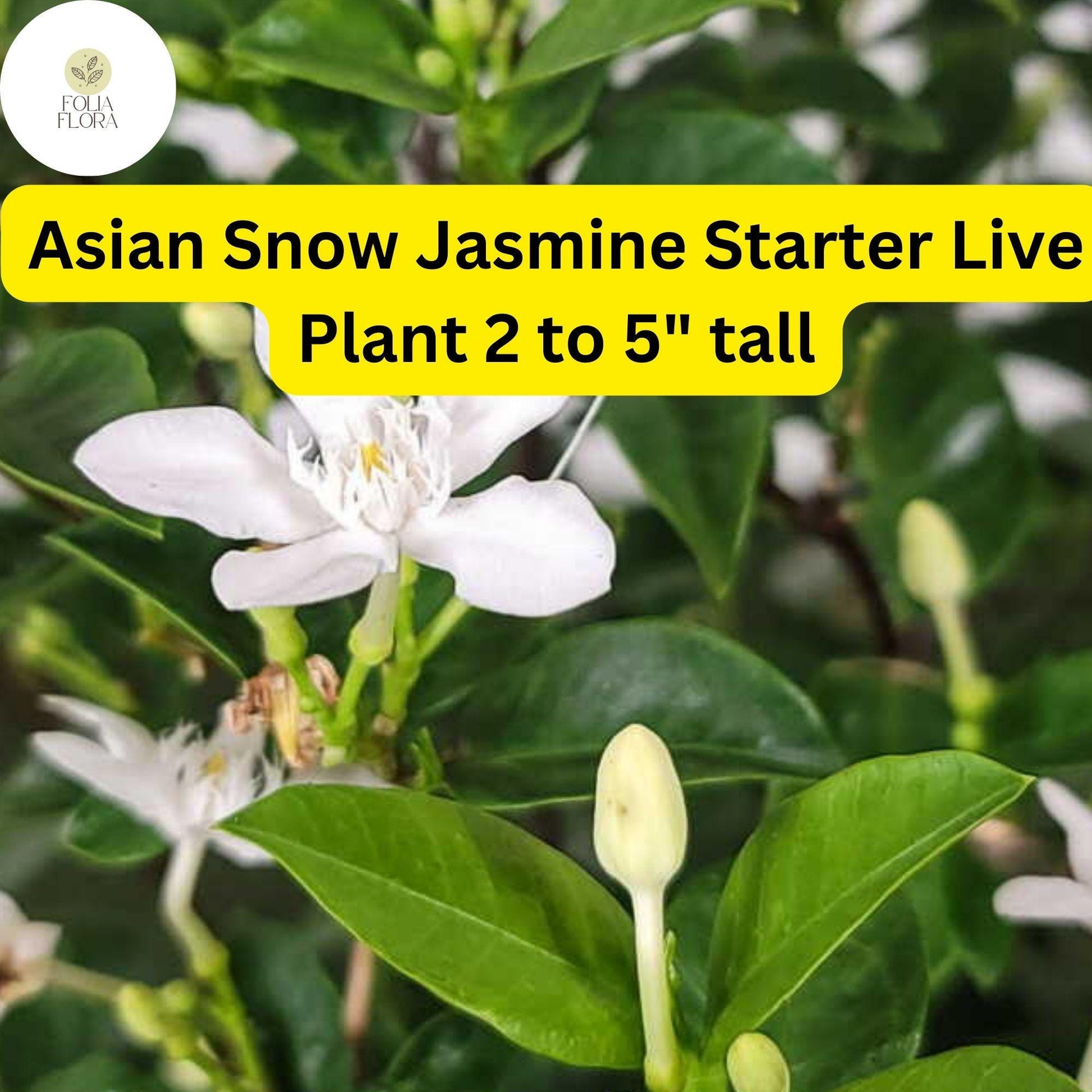 Asian Snow Jasmine Starter Plant – Fragrant White Flowers, Wrightia Antidysenterica, 2-5” Tall