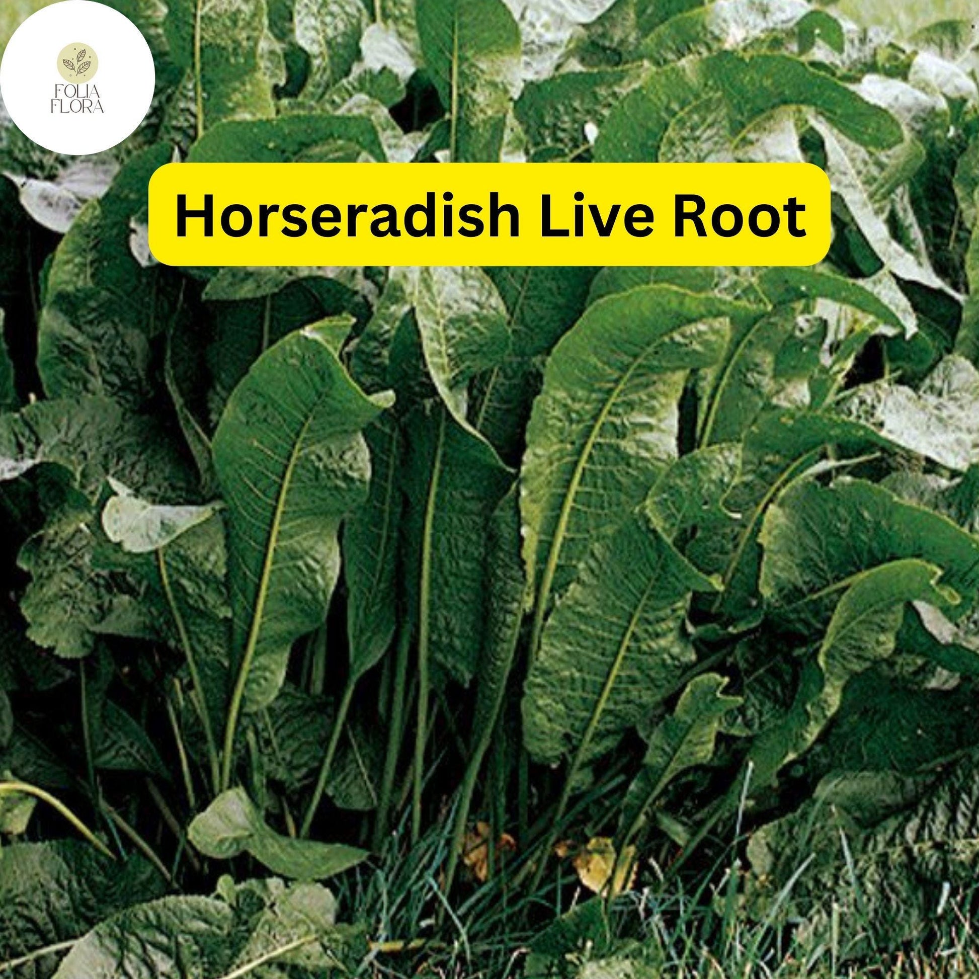 Organic Horseradish Roots – Heirloom Garden Starter Plants – Edible Pungent Roots for Culinary Use – Scientific Name: Armoracia rusticana