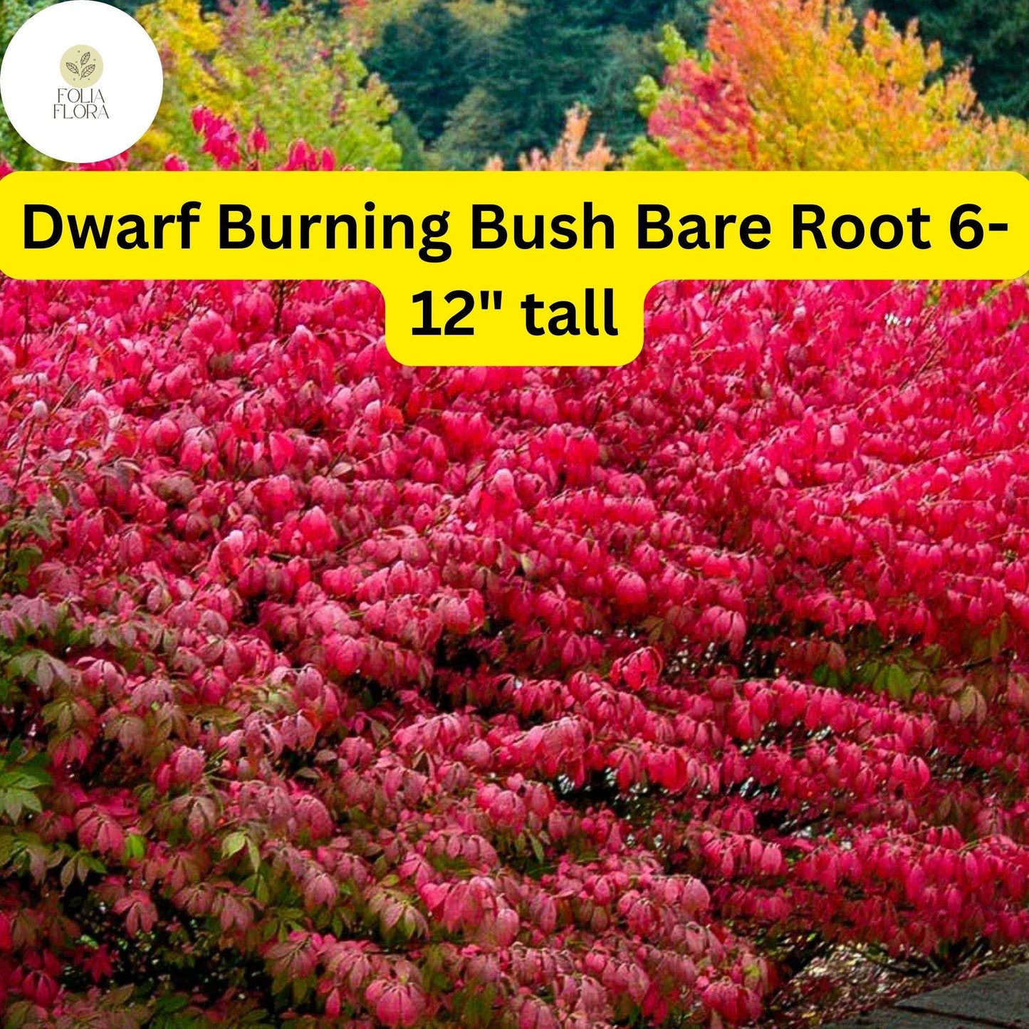 Dwarf Burning Bush Bare Root Shrub Euonymus alatus - Vibrant Red Fall Foliage, Hardy Deciduous Plant for Borders & Hedges