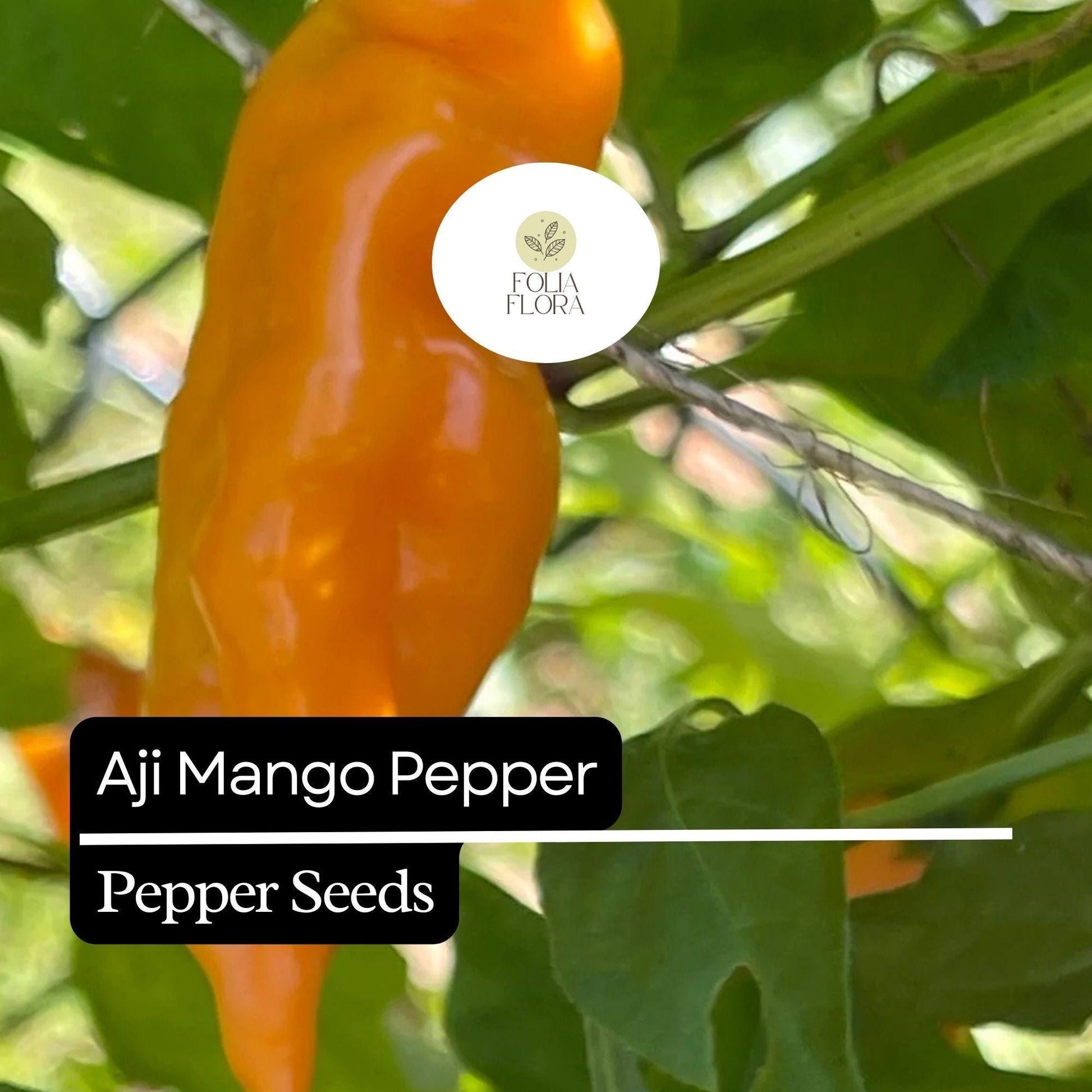 Aji Mango Pepper Seeds – Heirloom, Non-GMO, Fruity, Mild Heat, Capsicum baccatum, 25+ Seeds