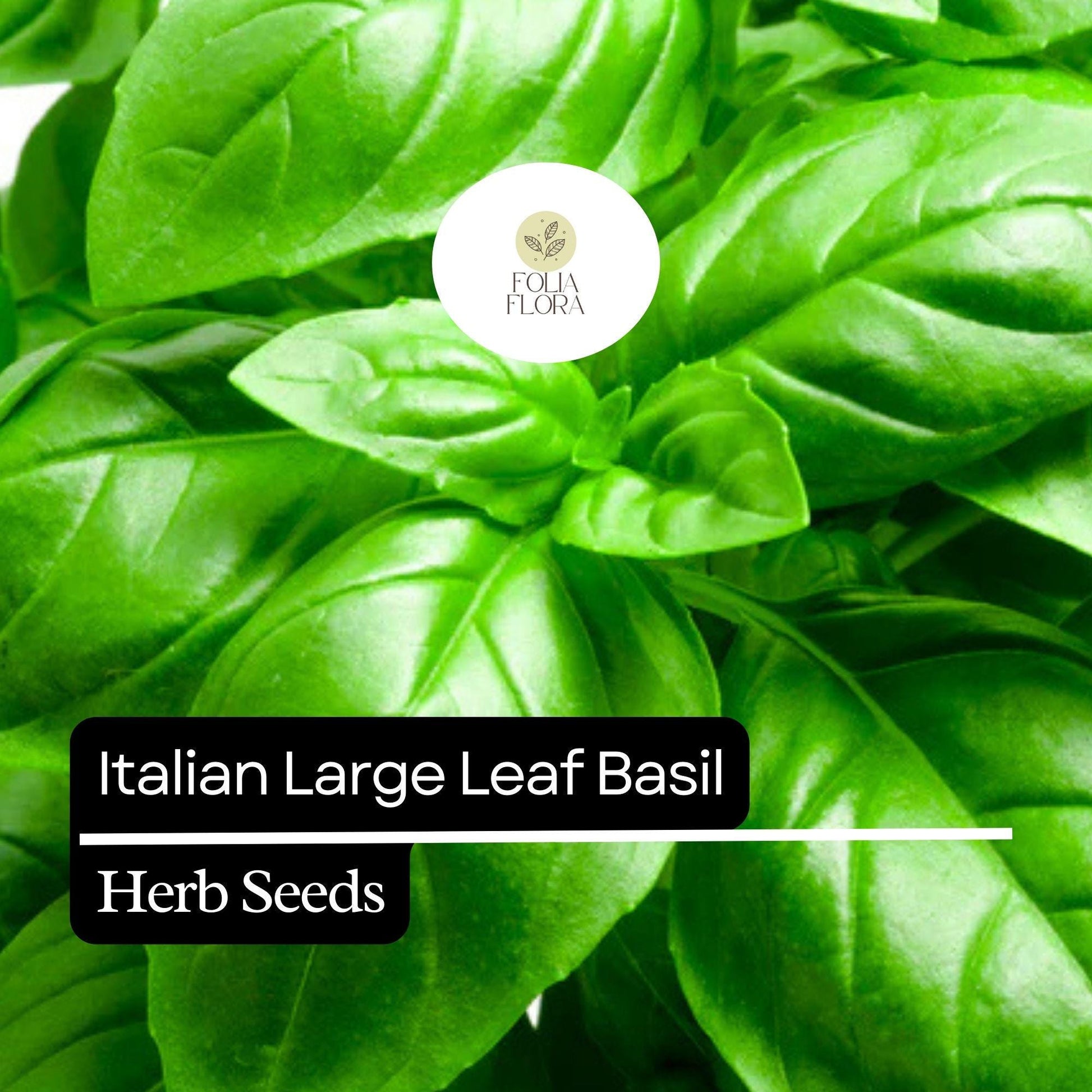 Italian Large Leaf Basil Seeds – Heirloom, Non-GMO, Aromatic Herb for Pesto, Salads, and Cooking – Ocimum basilicum