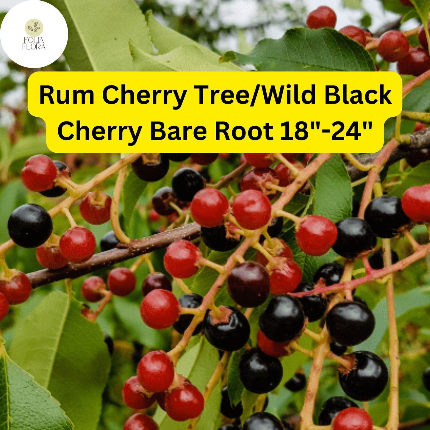 Wild Black Cherry Tree Bare Root Plant – Prunus serotina, 18-24 Inches, Deciduous Shade & Wildlife Tree