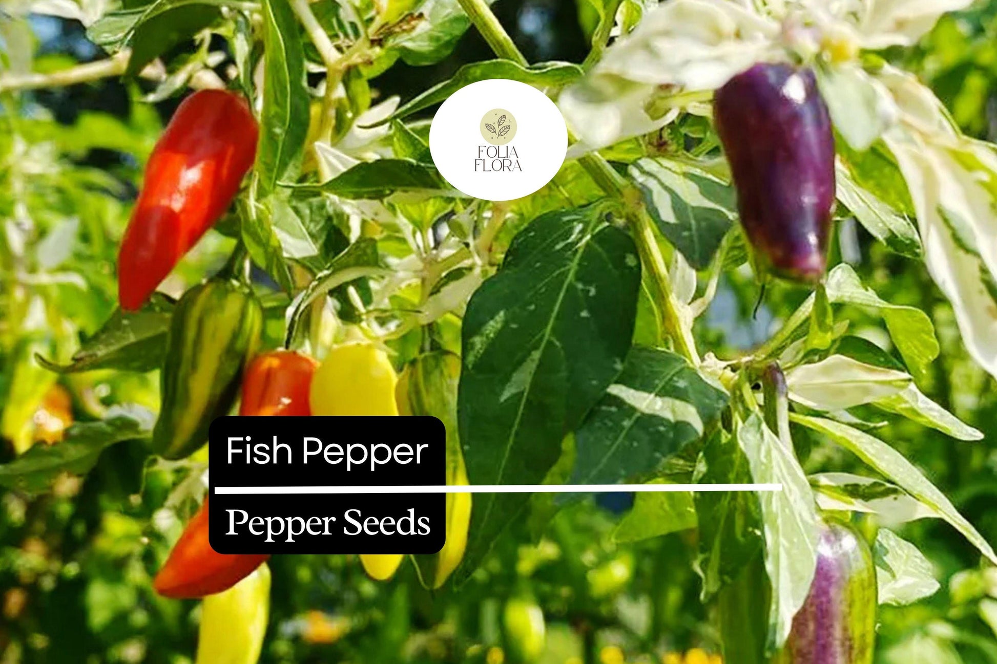 20 Fish Pepper Seeds – Heirloom Non-GMO Spicy Chili Capsicum annuum, Striped Ornamental Fruit, High-Yield, Compact Plant