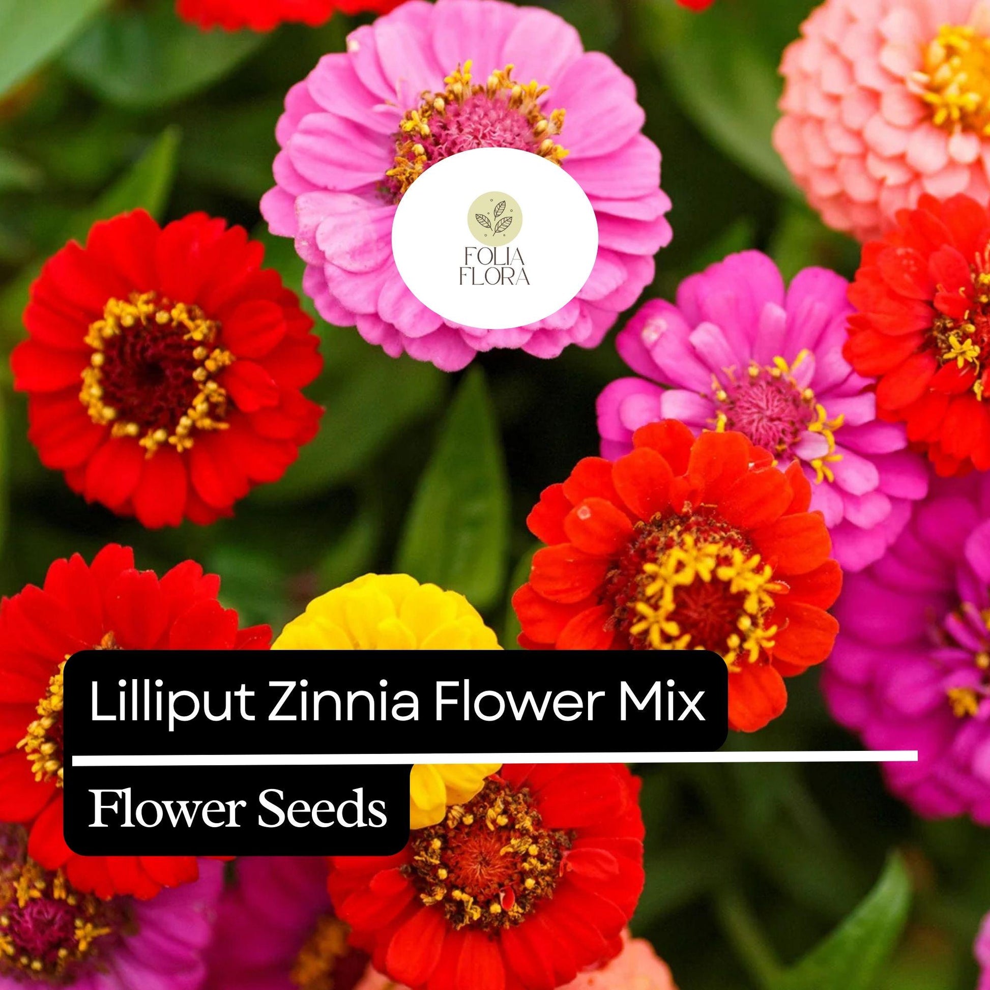 100 Lilliput Zinnia Seeds – Heirloom, Non-GMO, Compact, Colorful Mix, Zinnia elegans