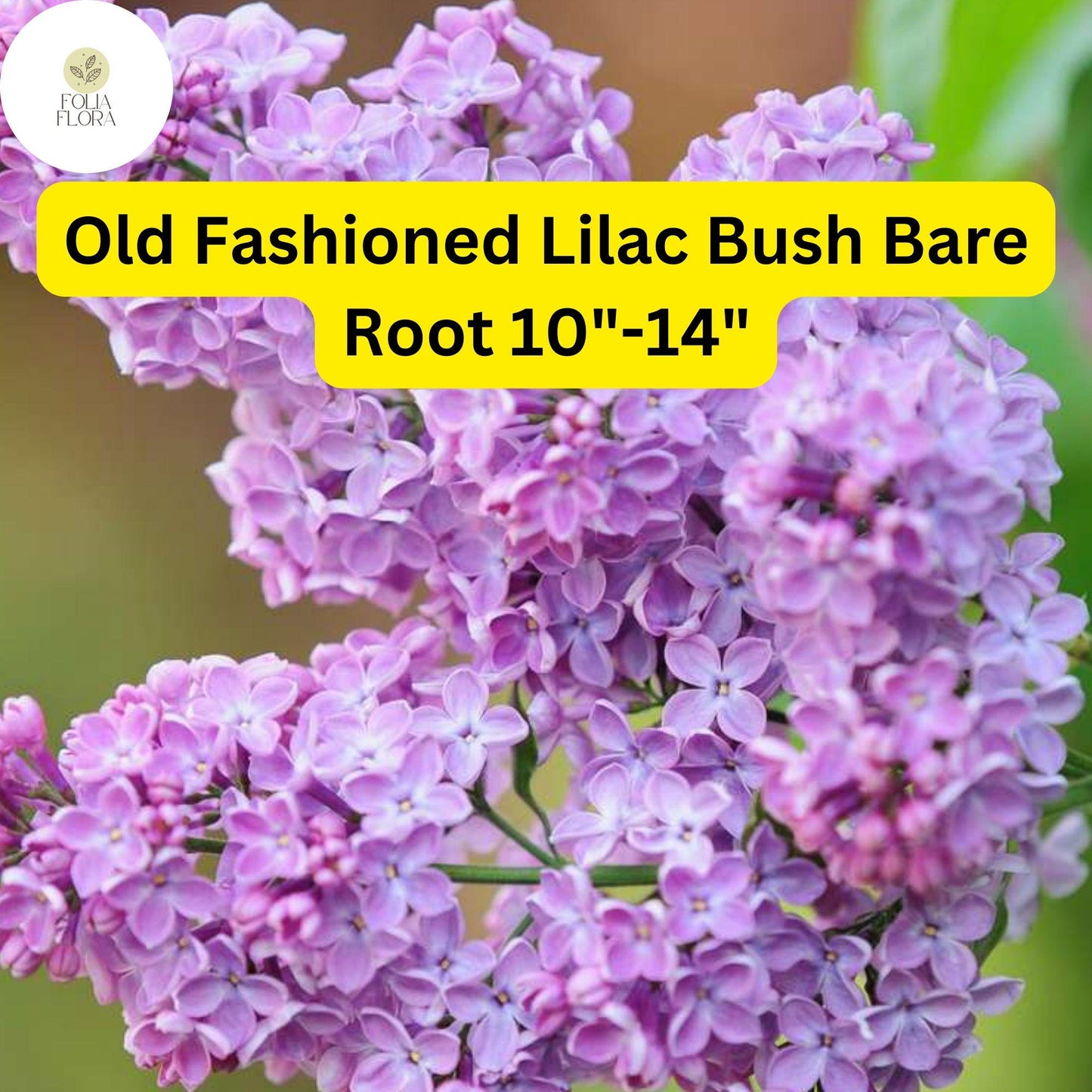 Old Fashioned Lilac Bush – Fragrant Purple Flowers, Bare Root Syringa vulgaris, Hardy Shrub for Zones 3-7