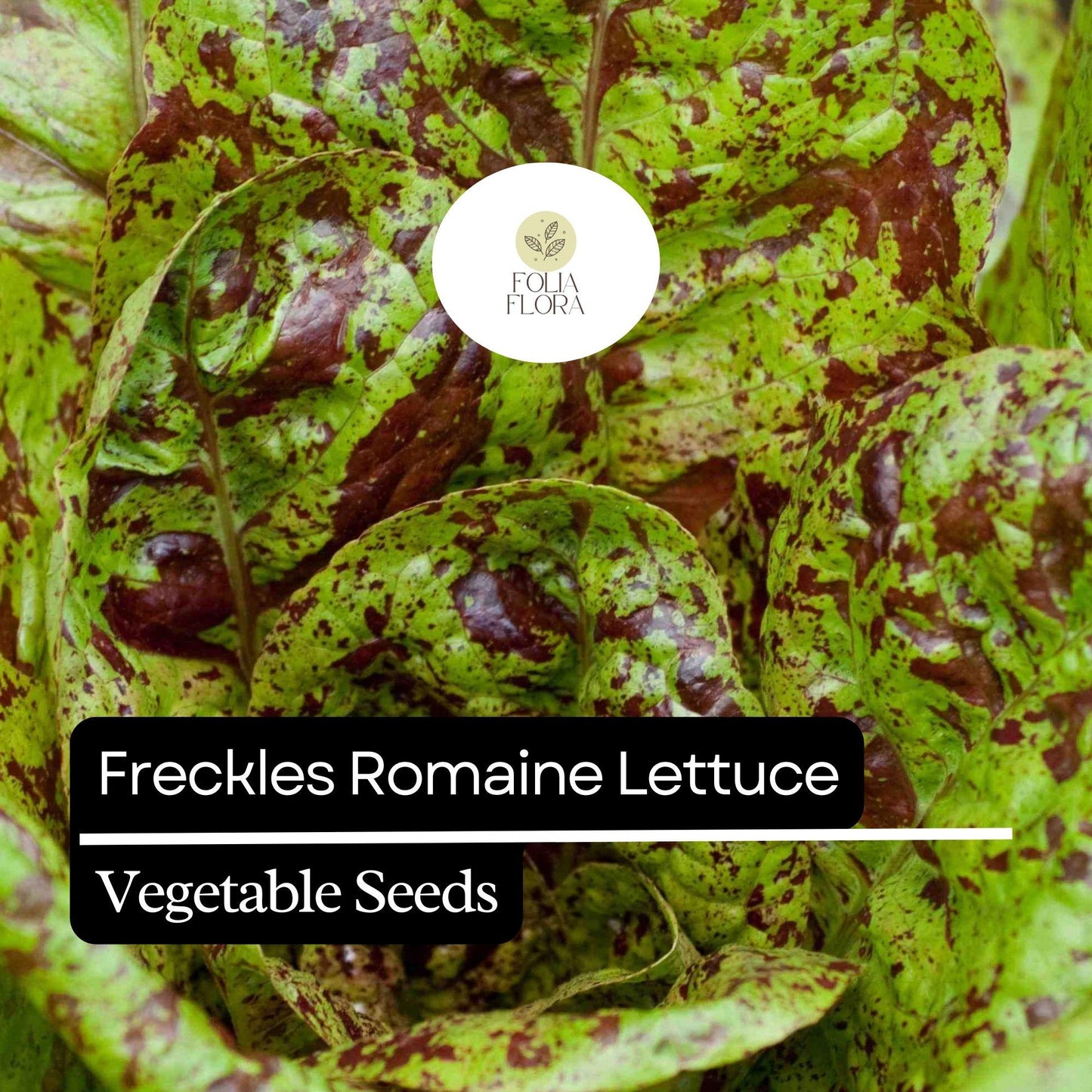 1000 Freckles Romaine Lettuce Seeds – Heirloom, Non-GMO, Red & Green Speckled Leaves, Lactuca sativa