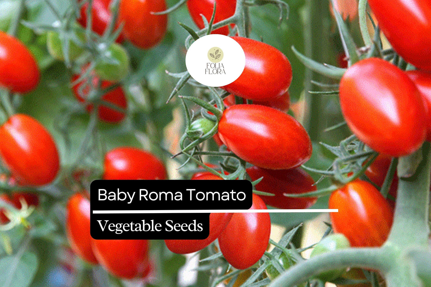 30 Baby Roma Tomato Seeds – Heirloom, Sweet & Juicy Mini Plum Tomatoes, Solanum lycopersicum, High-Yield, Determinate, Fresh Seeds