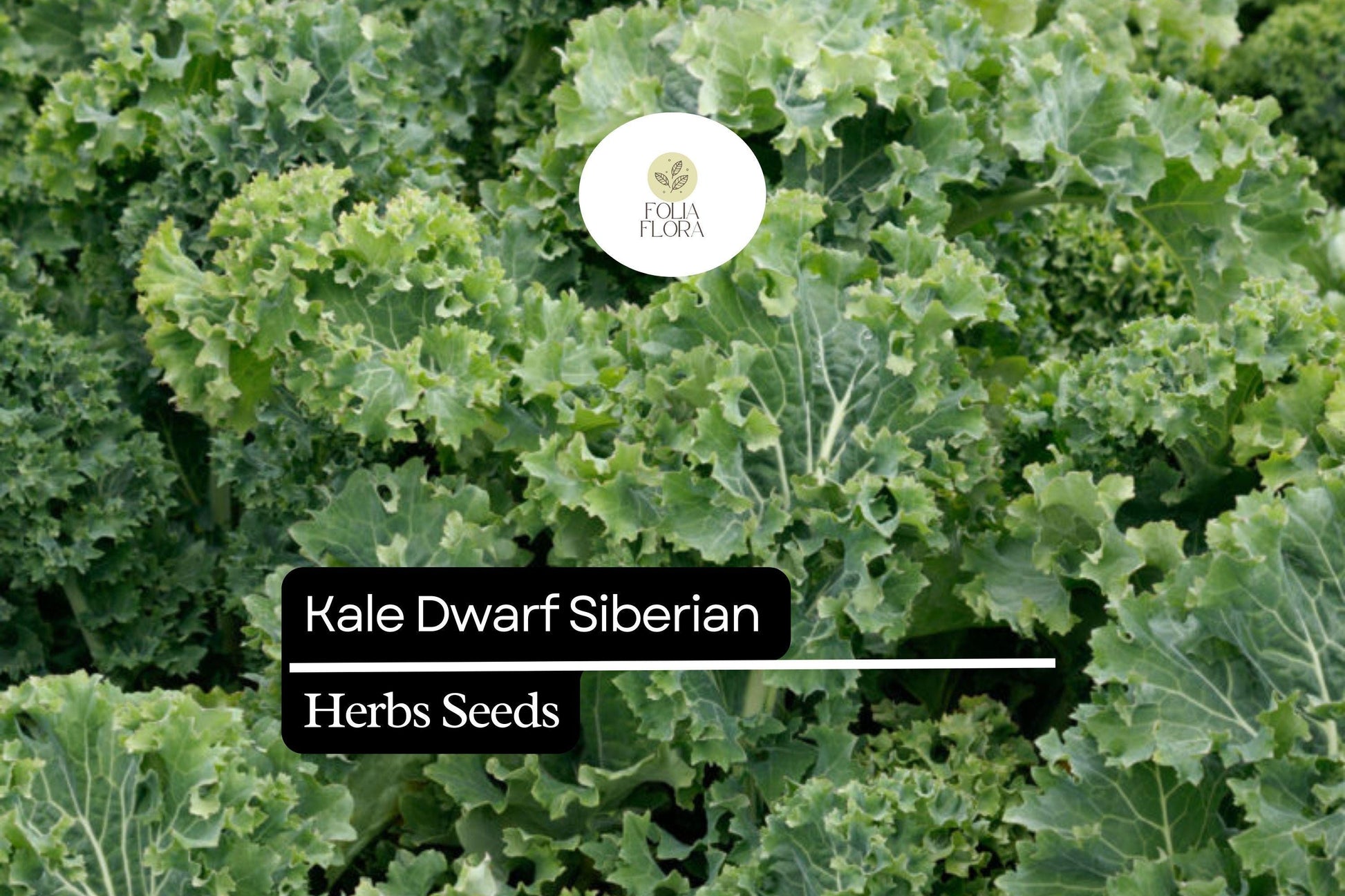 Dwarf Siberian Kale Seeds – Brassica napus – Cold-Hardy, Heirloom, Nutrient-Rich, Tender Leaves for Fall & Winter Gardening