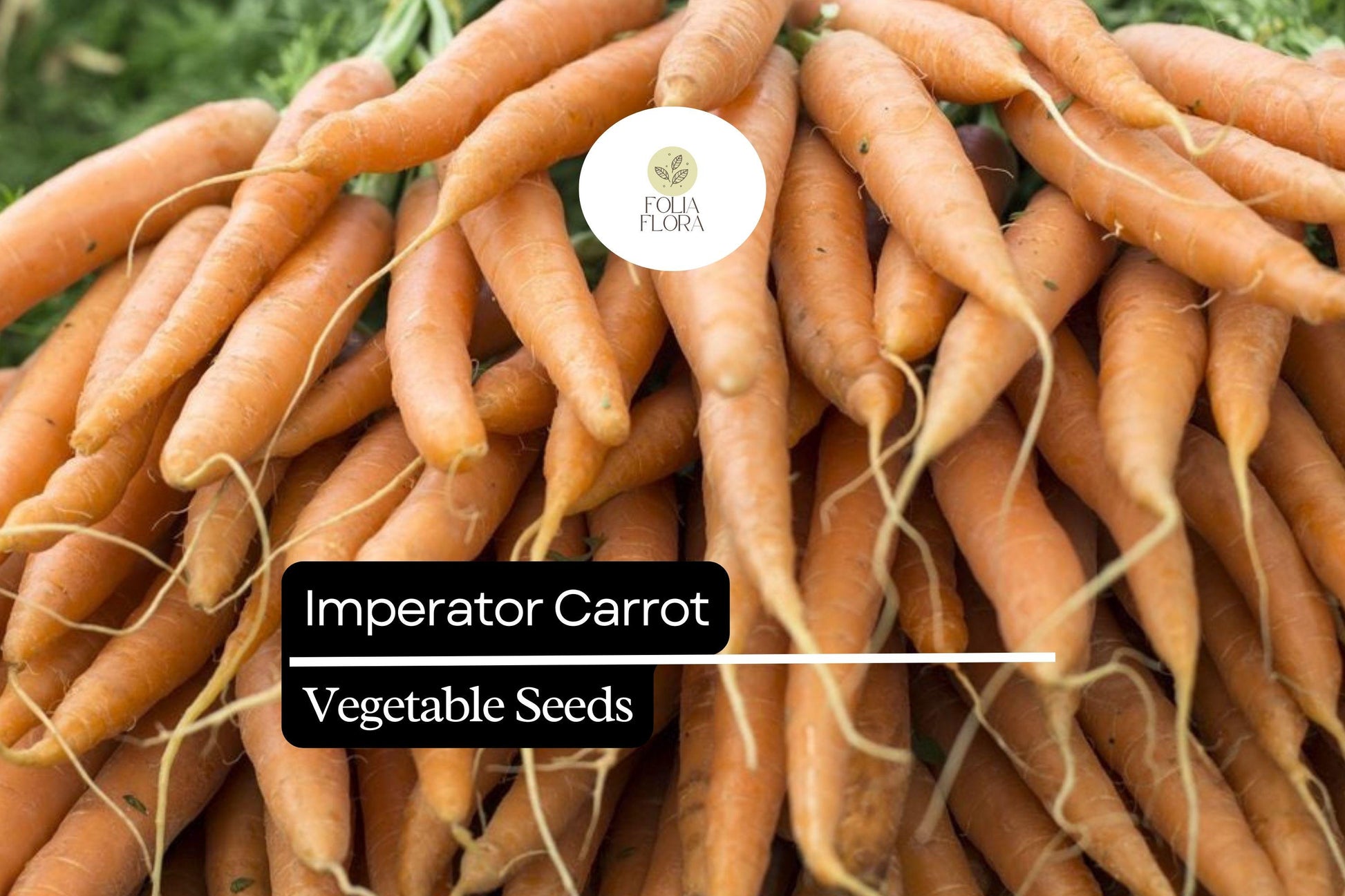 300 Imperator Carrot Seeds – Heirloom Daucus Carota, Long, Sweet, Crisp Roots for Gardening & Harvesting