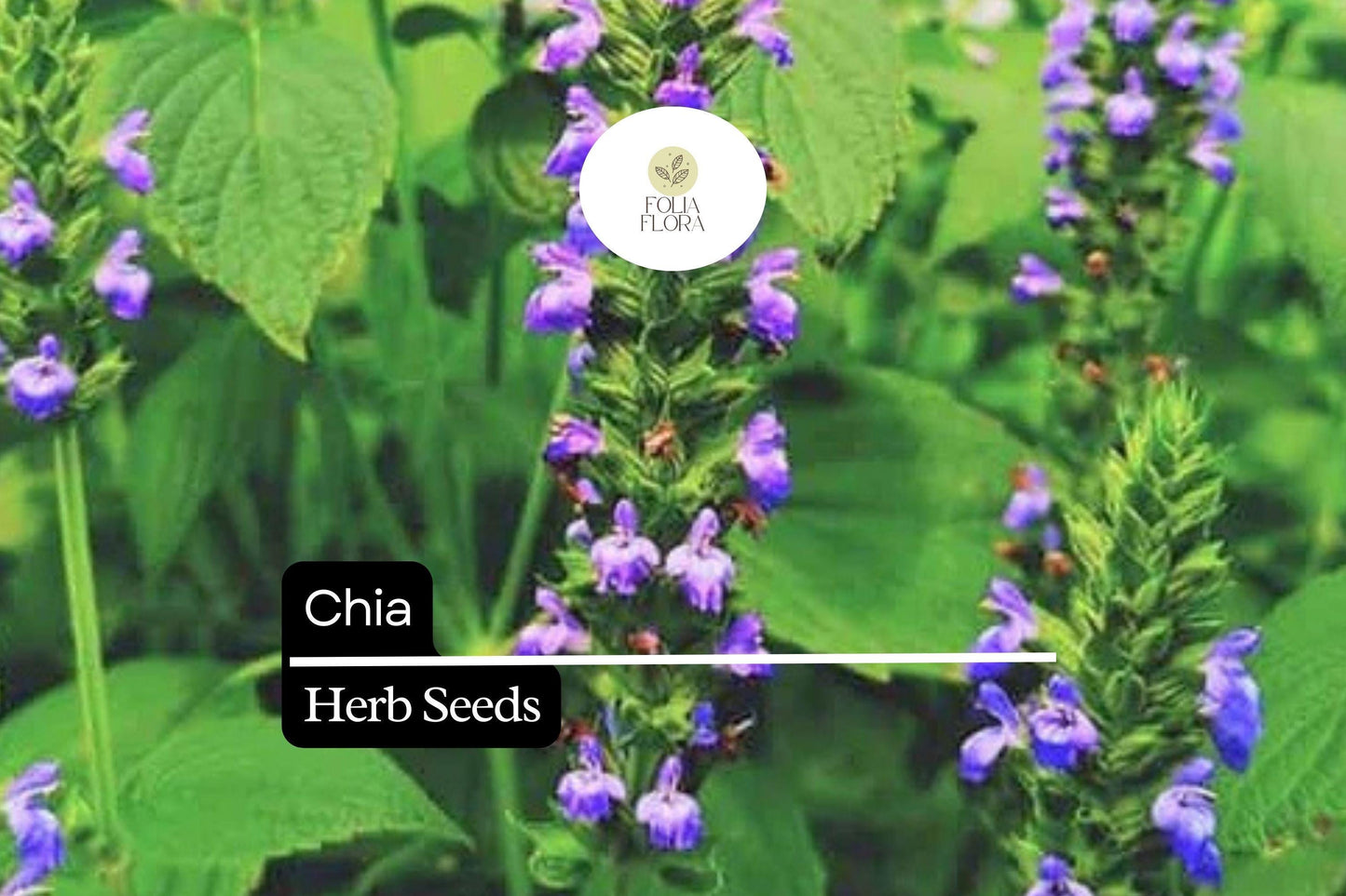 Chia Herb Seeds 500 Pack – Heirloom Salvia hispanica for Pollinator Gardens, Edible, Nutrient-Rich, Drought-Tolerant