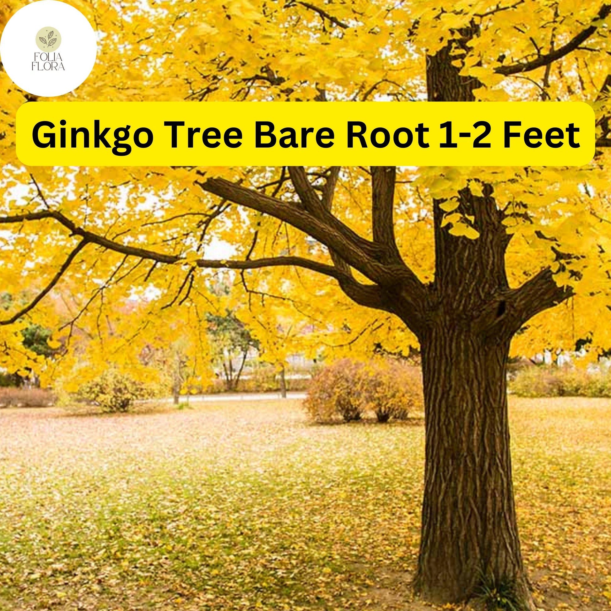 Ginkgo biloba Live Bare Root Tree – 1-2 Feet, Ornamental Deciduous Shade Tree, Golden Fall Foliage, Resilient Urban Landscape Plant