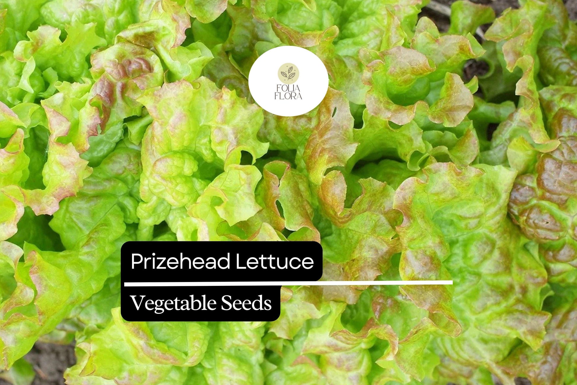 1000 Prizehead Lettuce Seeds – Heirloom, Sweet & Crisp, Heat-Tolerant, Non-GMO Lactuca sativa for Fresh Salads & Garden