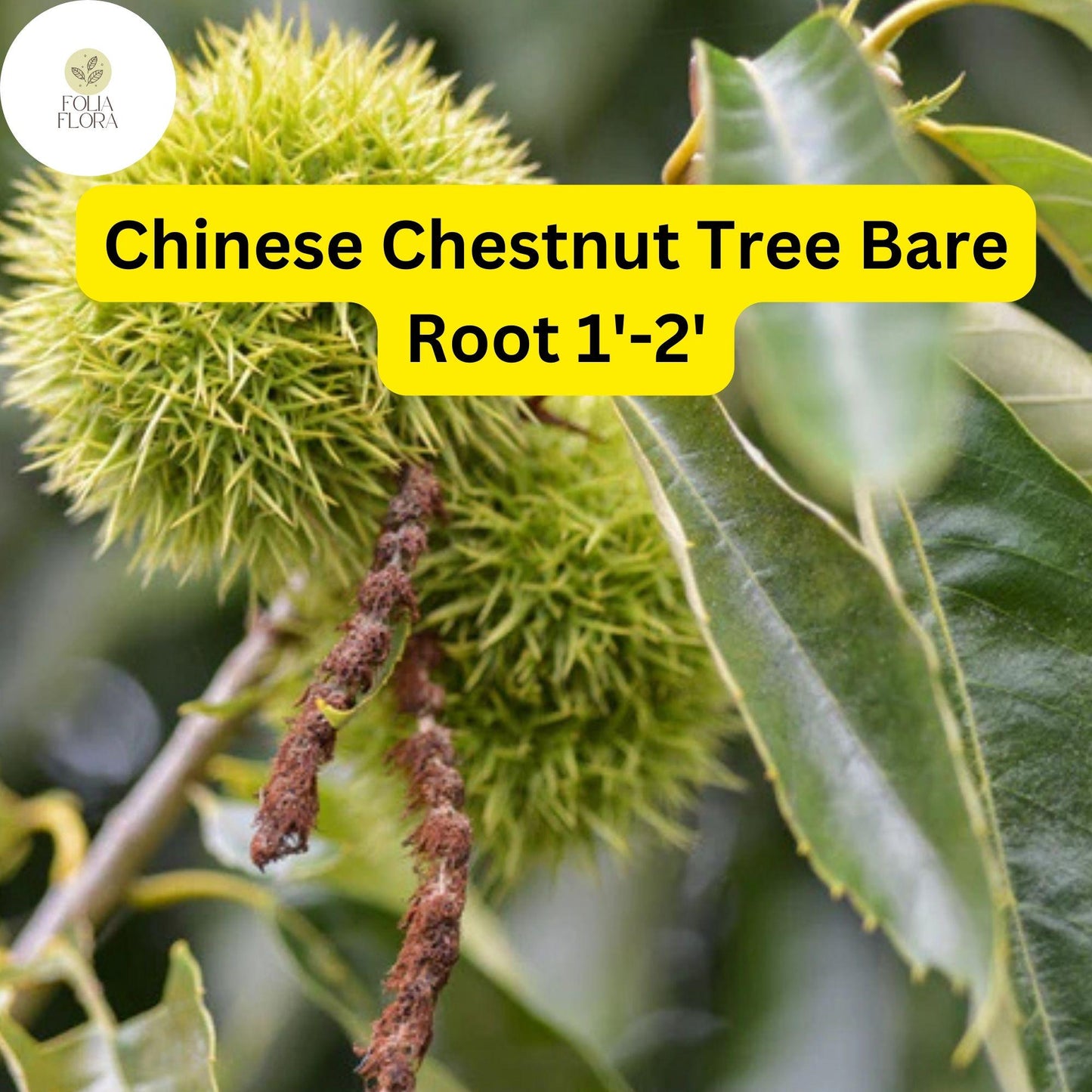 Chinese Chestnut Tree Bare Root 2-Pack | Edible Nuts, Disease-Resistant, Full Sun, Zones 4-8