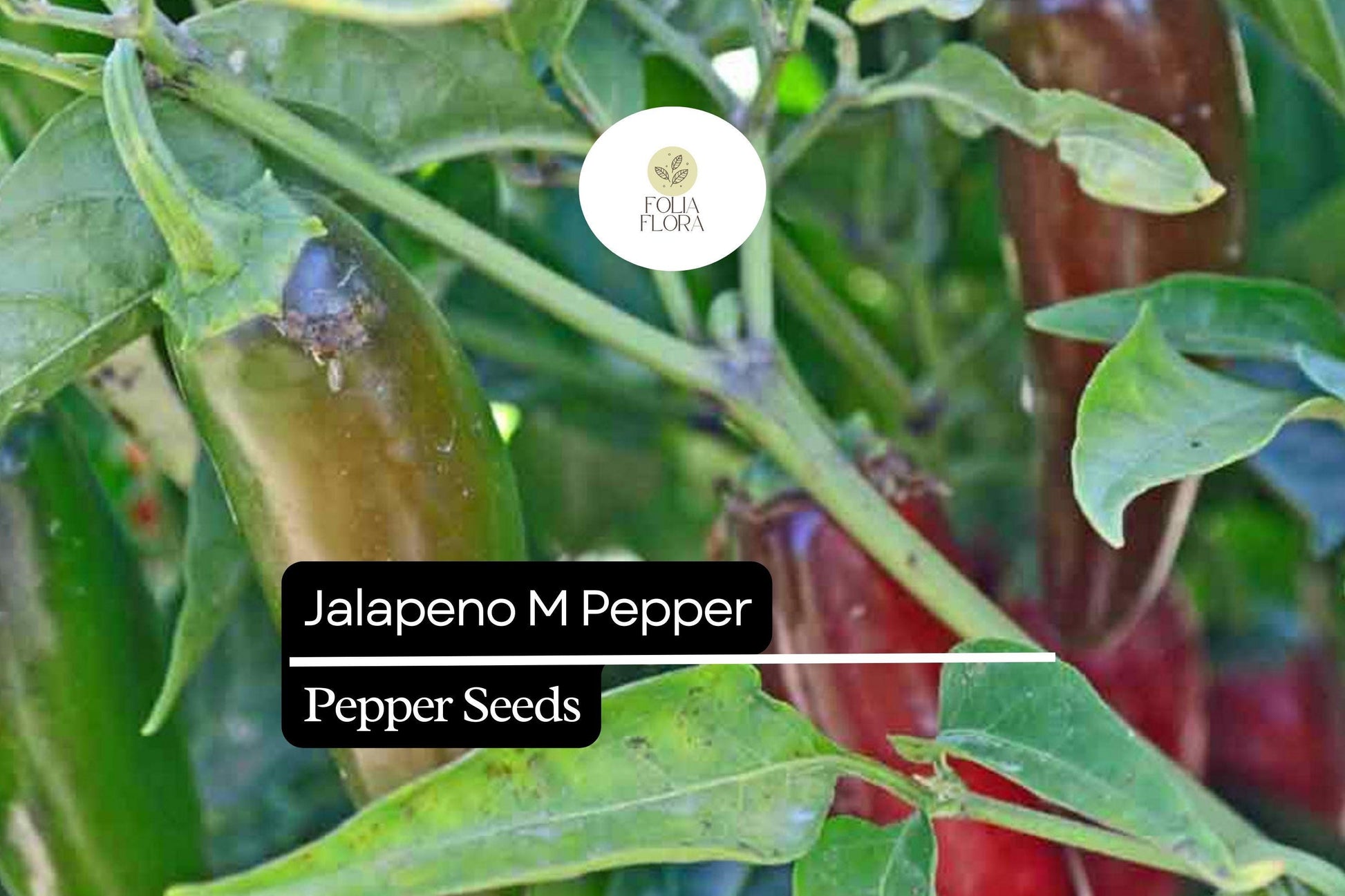 25 Jalapeño M Pepper Seeds – Heirloom, Spicy, High-Yielding, Capsicum annuum, Medium Heat, Thick-Walled Chili