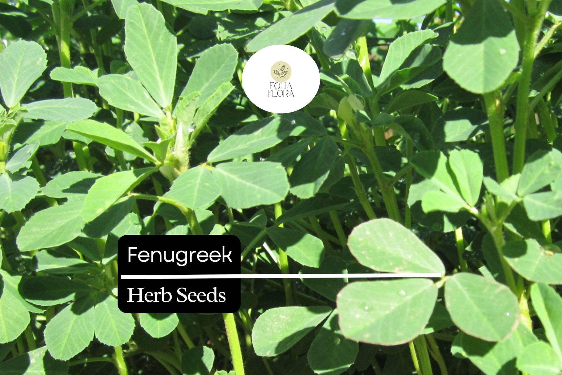 Fenugreek Herb Seeds – Trigonella foenum-graecum – Aromatic Culinary Herb for Indian & Mediterranean Cooking