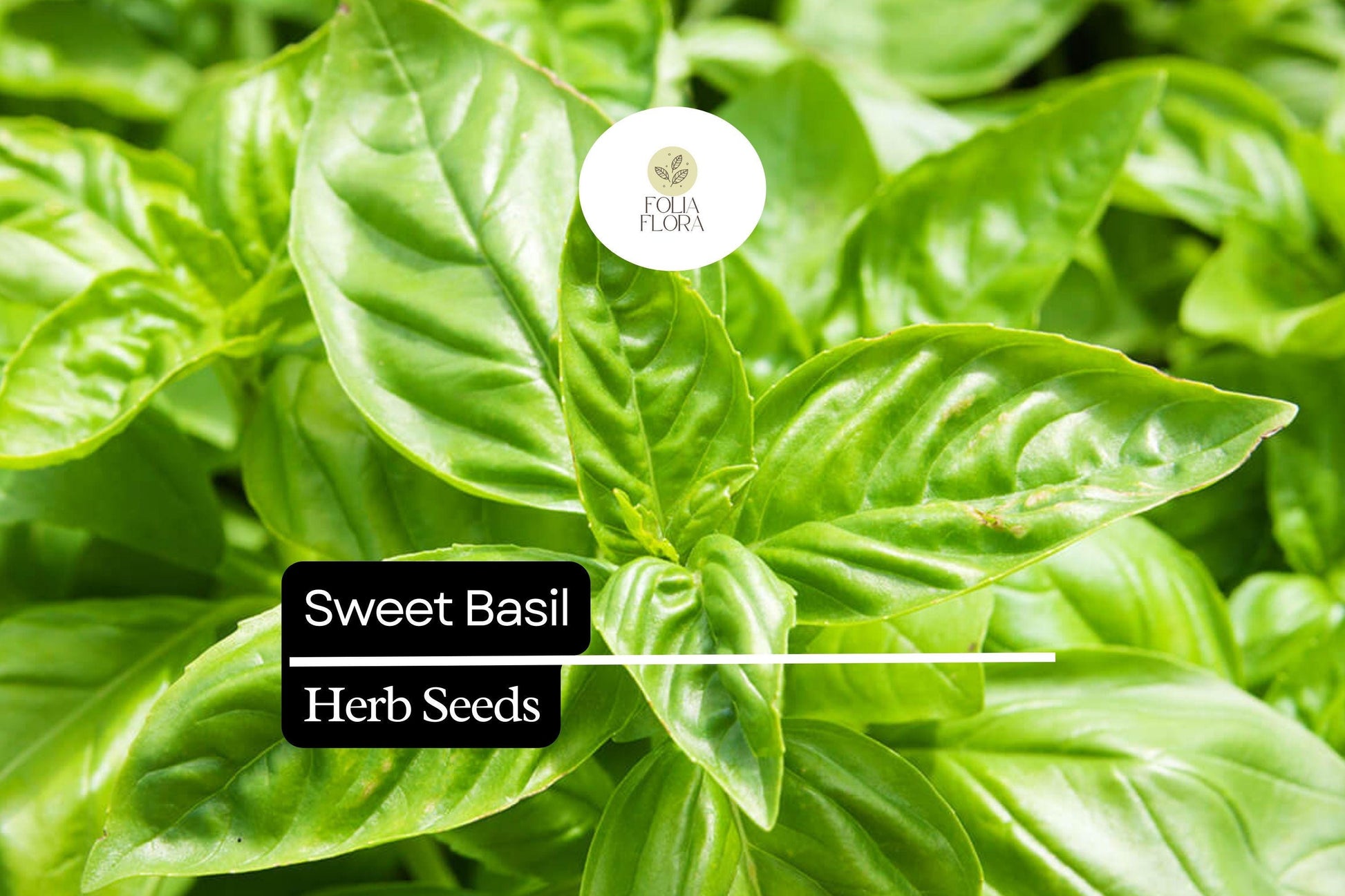 Sweet Basil Seeds – Heirloom, Non-GMO, Aromatic Herb for Culinary Use, Fast-Growing, Bright Green Leaves, 60-75 Days