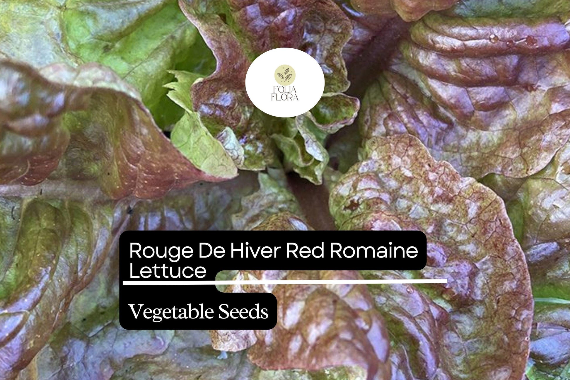 Rouge De Hiver Lettuce Seeds – Heirloom Red Romaine, Cold Hardy, Non-GMO Lactuca sativa
