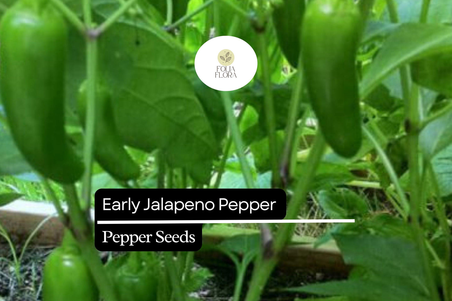 Early Jalapeño Pepper Seeds – Heirloom, Non-GMO, Medium Heat, 3-Inch Fruits, Capsicum annuum
