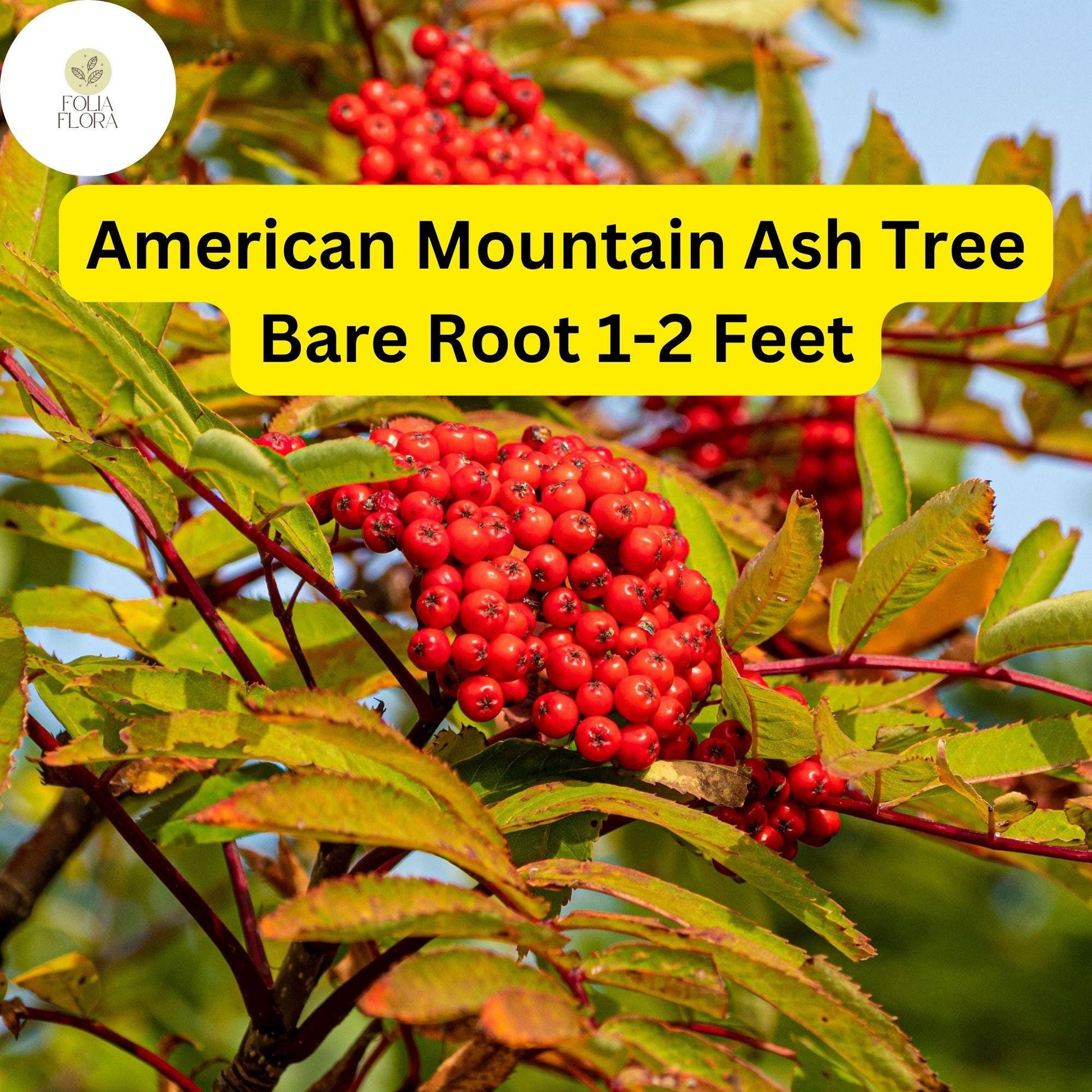 American Mountain Ash Trees 1-2 Feet Bare Root, Sorbus americana, Ornamental Tree with White Flowers & Bright Berries
