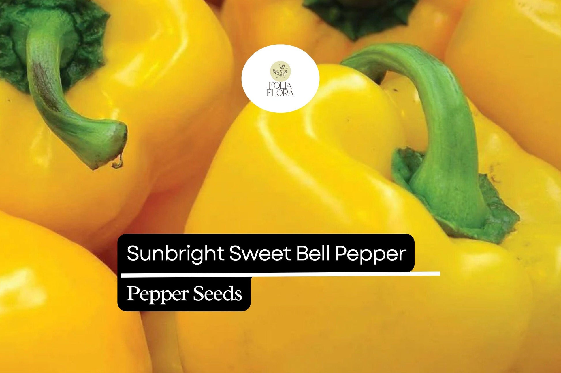 Sunbright Yellow Bell Pepper Seeds – Heirloom, Non-GMO, Sweet Capsicum annuum, Compact, High Yield, Full Sun