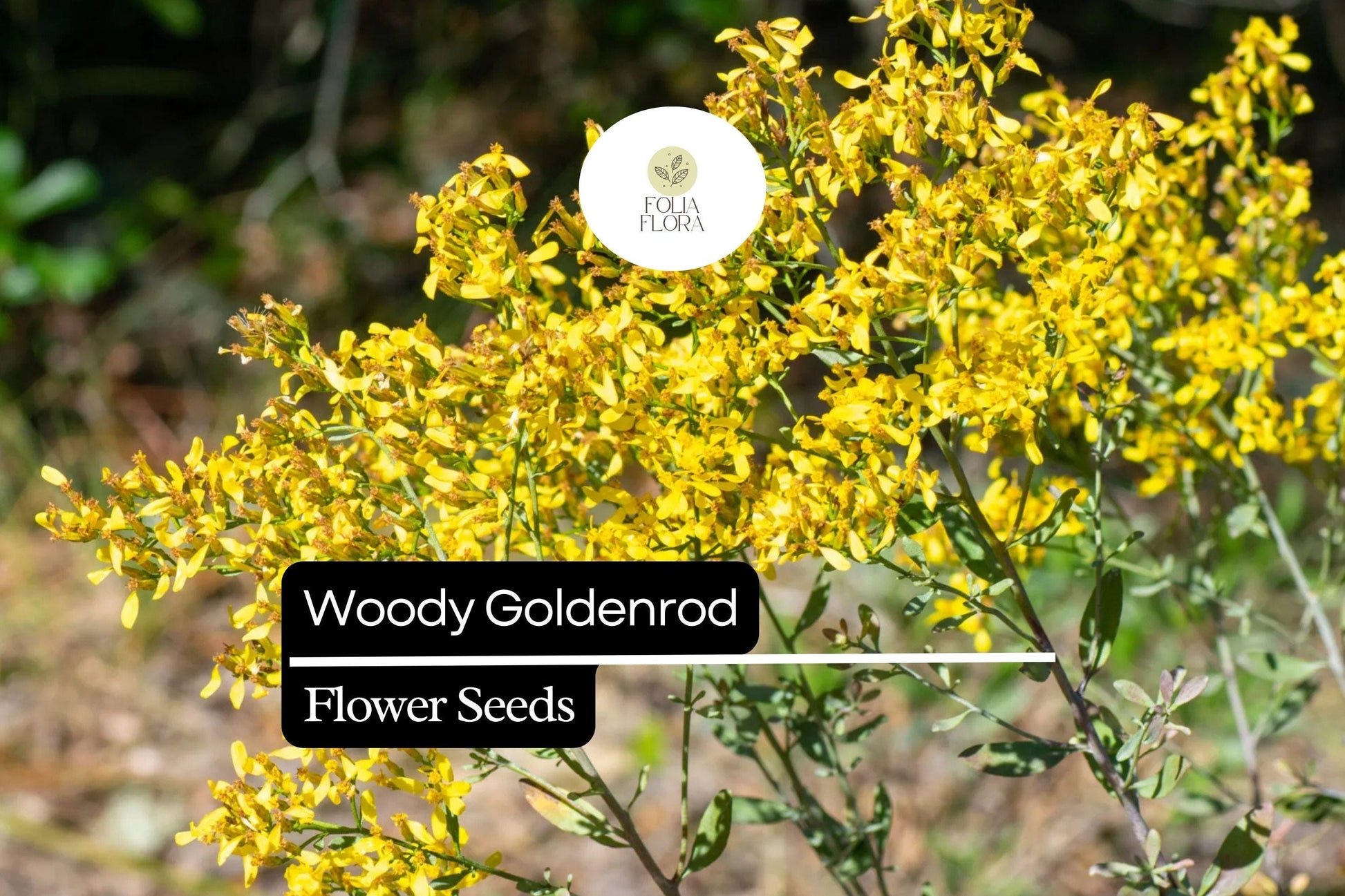 Woody Goldenrod Seeds, Native Shrub, Drought-Tolerant, Pollinator-Friendly, Chrysoma pauciflosculosa, Bright Yellow Flowers