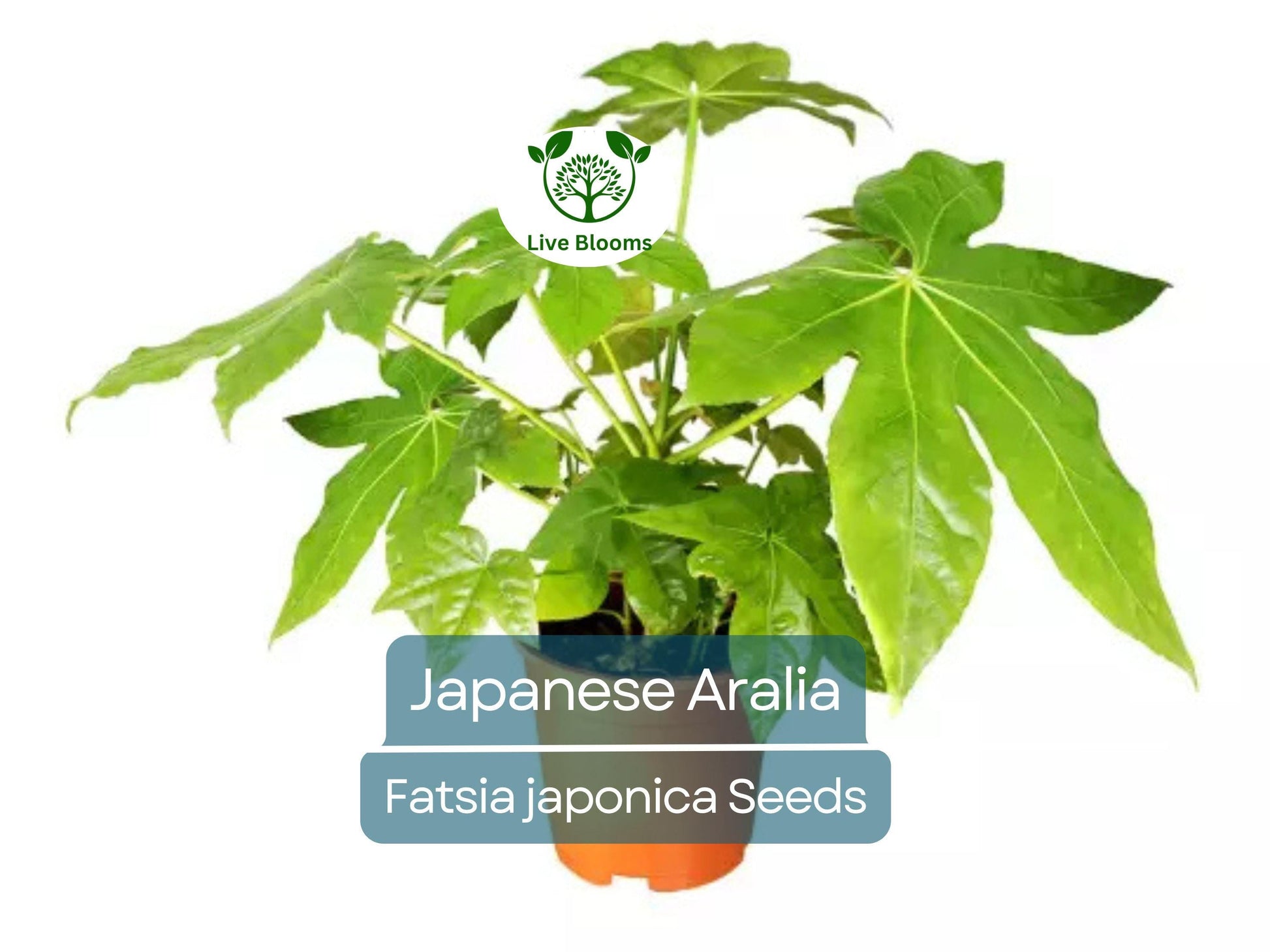 20 Japanese Aralia Seeds | Fatsia japonica Indoor & Garden Evergreen Shrub, Low-Light Houseplant, Non-GMO, Border Plant