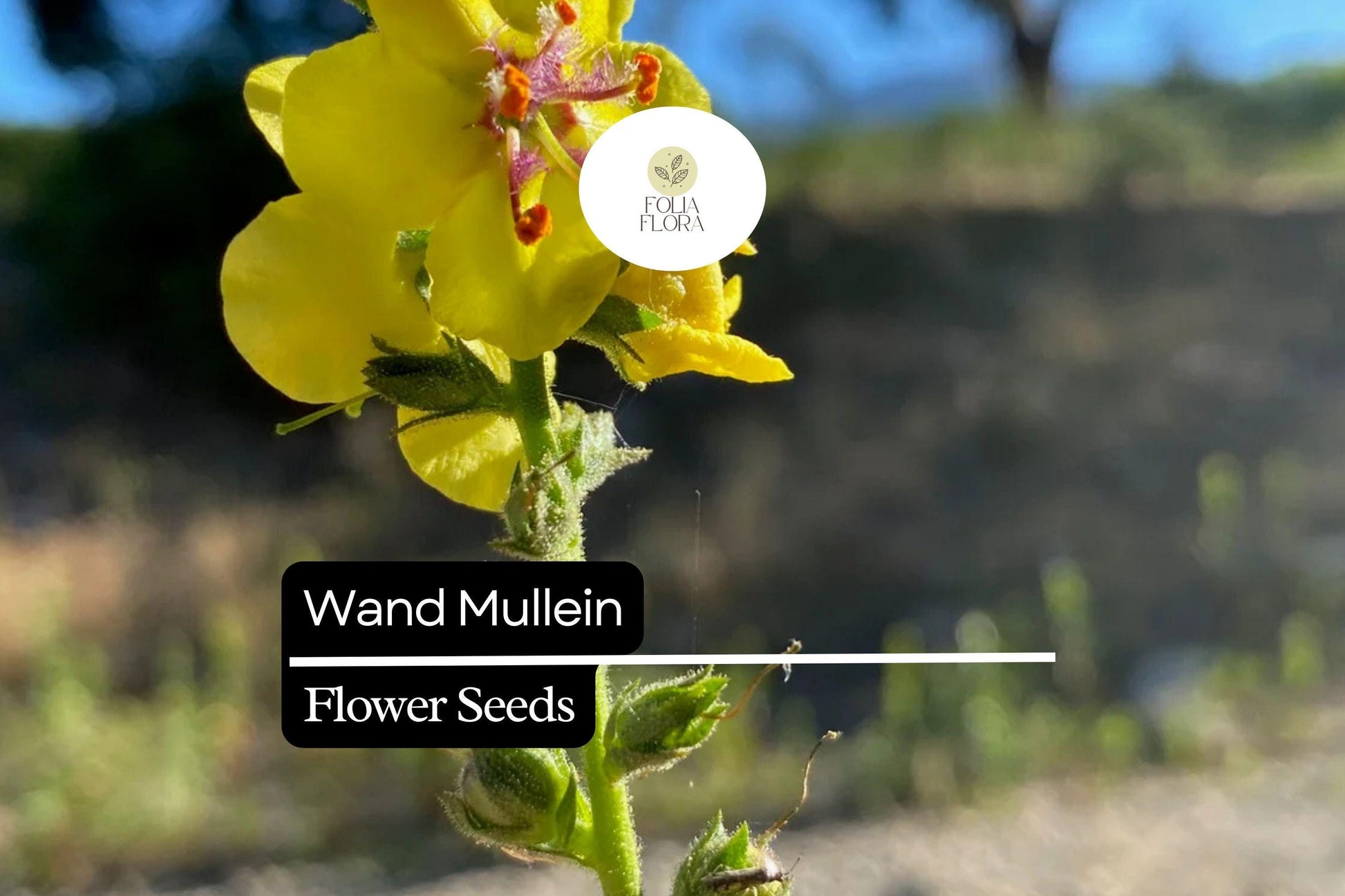 Wand Mullein Seeds | Verbascum virgatum | Tall Biennial with Yellow Flower Spikes | Pollinator-Friendly Wildflower Seed Pack