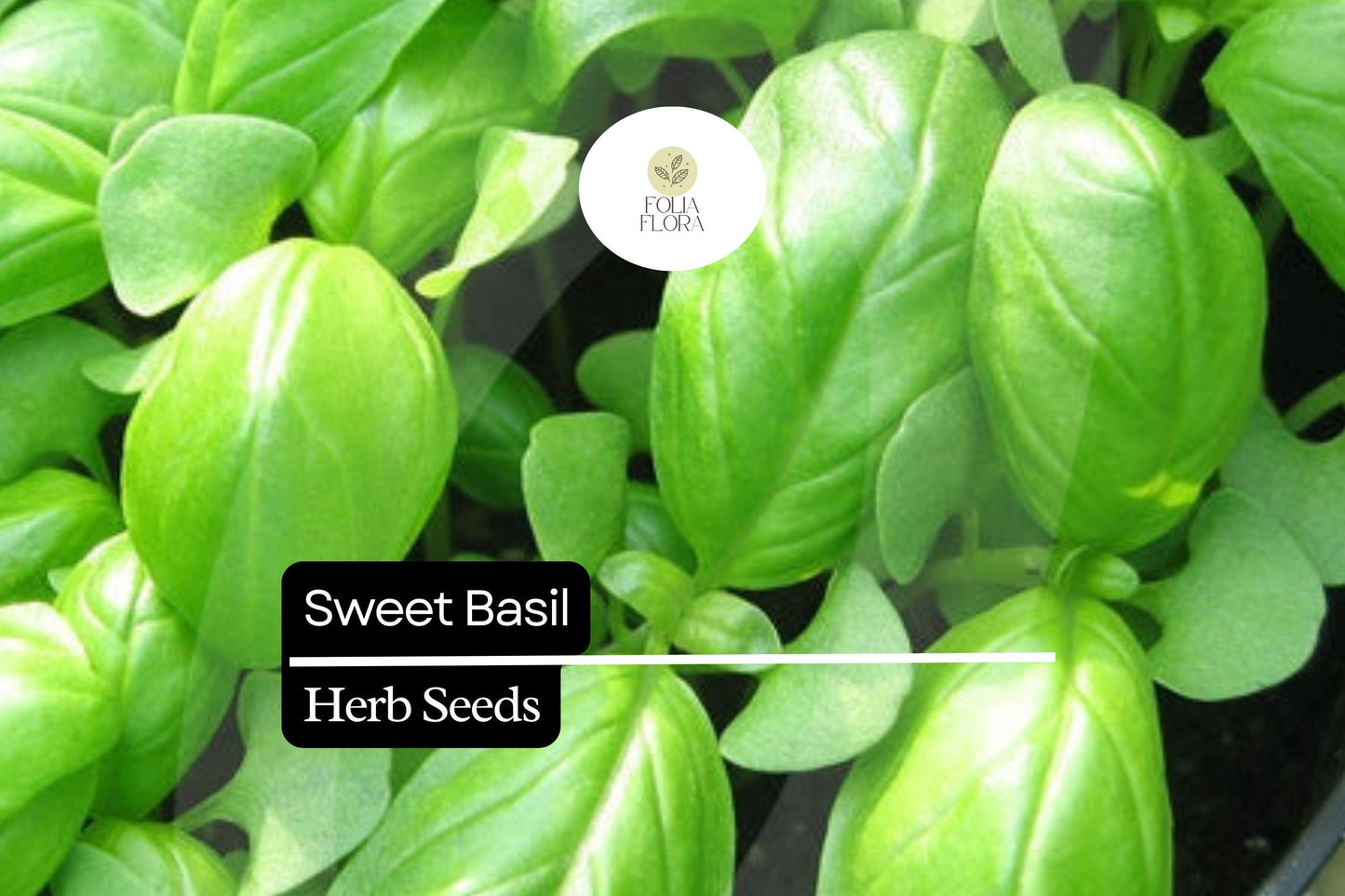 Sweet Basil Seeds | Heirloom, Aromatic Herb, High-Yield | Ocimum basilicum, Culinary, Pesto, Salad