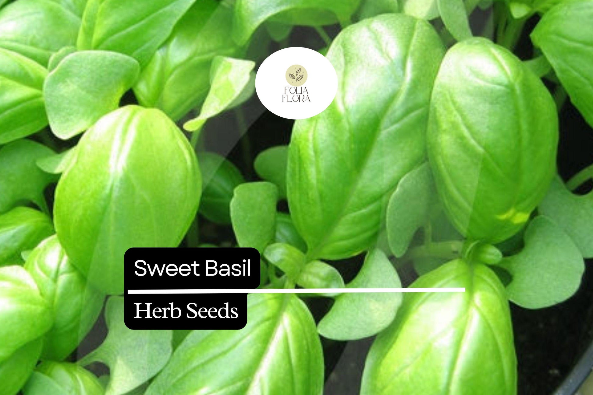 Sweet Basil Seeds | Heirloom, Aromatic Herb, High-Yield | Ocimum basilicum, Culinary, Pesto, Salad