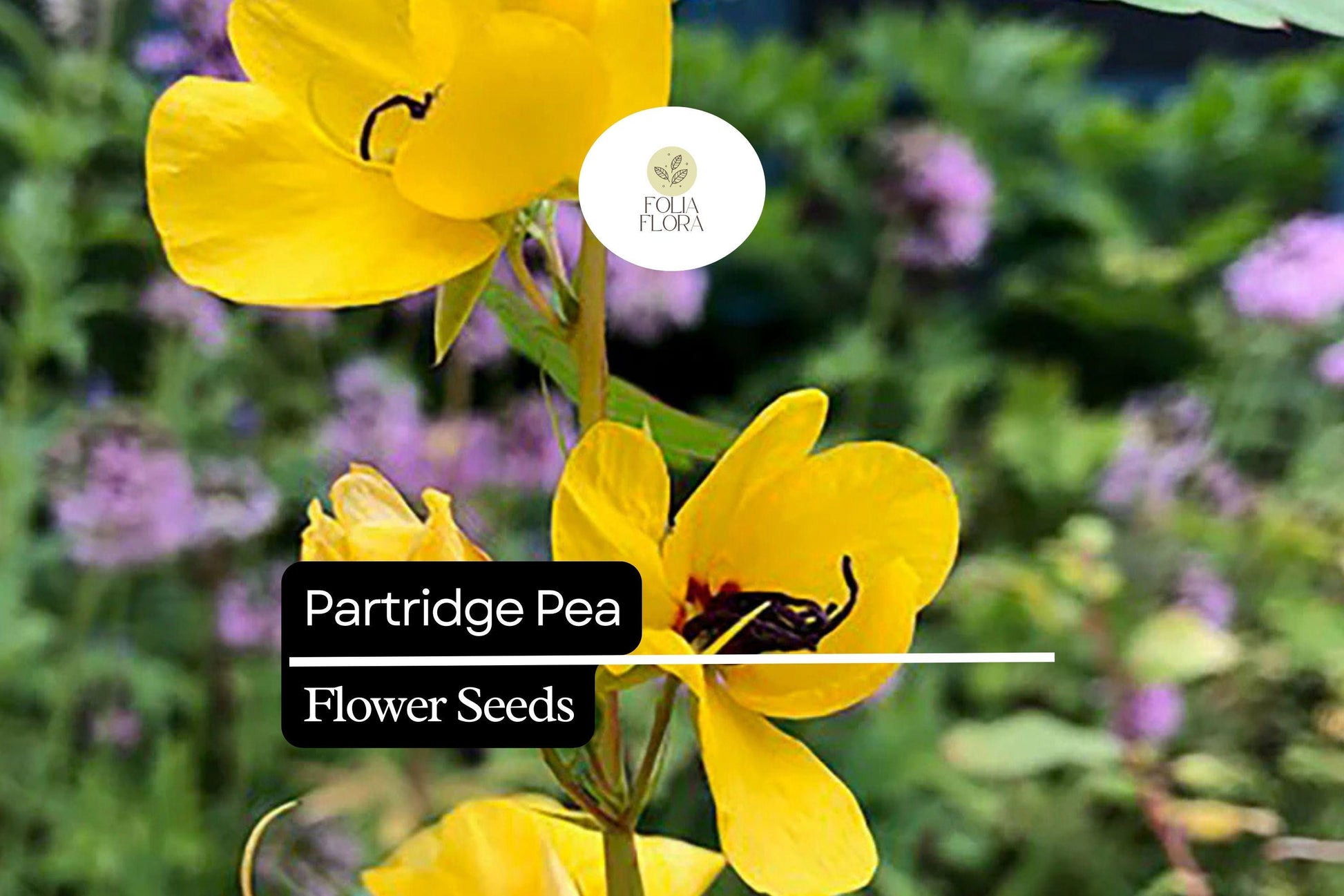 Partridge Pea Seeds | Bright Yellow Wildflowers for Pollinators | Chamaecrista fasciculata Native Plant