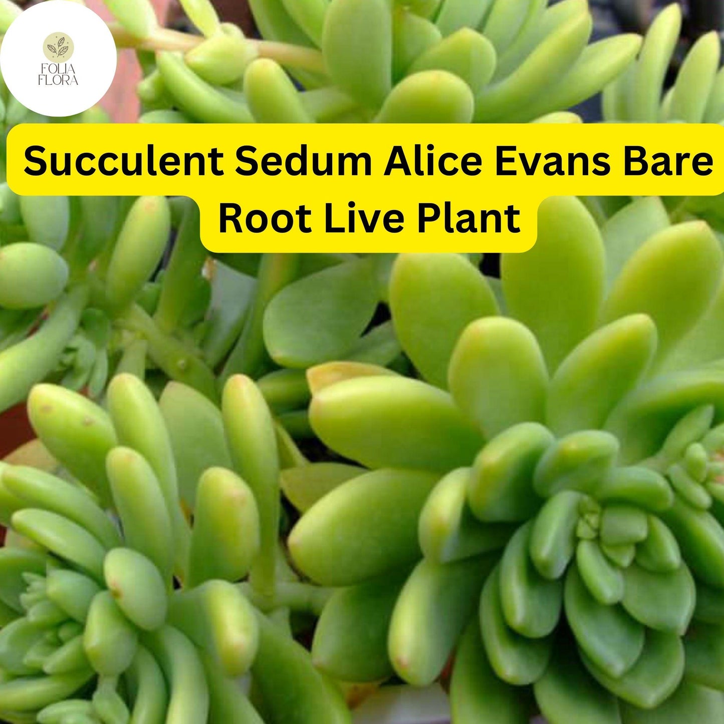 3 Bare Root Sedum 'Alice Evans' Succulent Plants | Drought Tolerant Stonecrop for Indoor & Outdoor Gardens