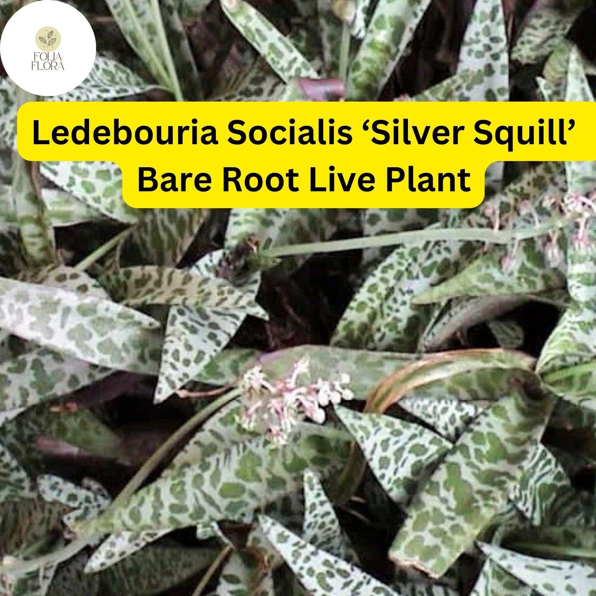 Ledebouria socialis ‘Silver Squill’ Bare Root Succulent Plant – Variegated Silver-Spotted Foliage, Drought-Tolerant, Indoor & Outdoor Use