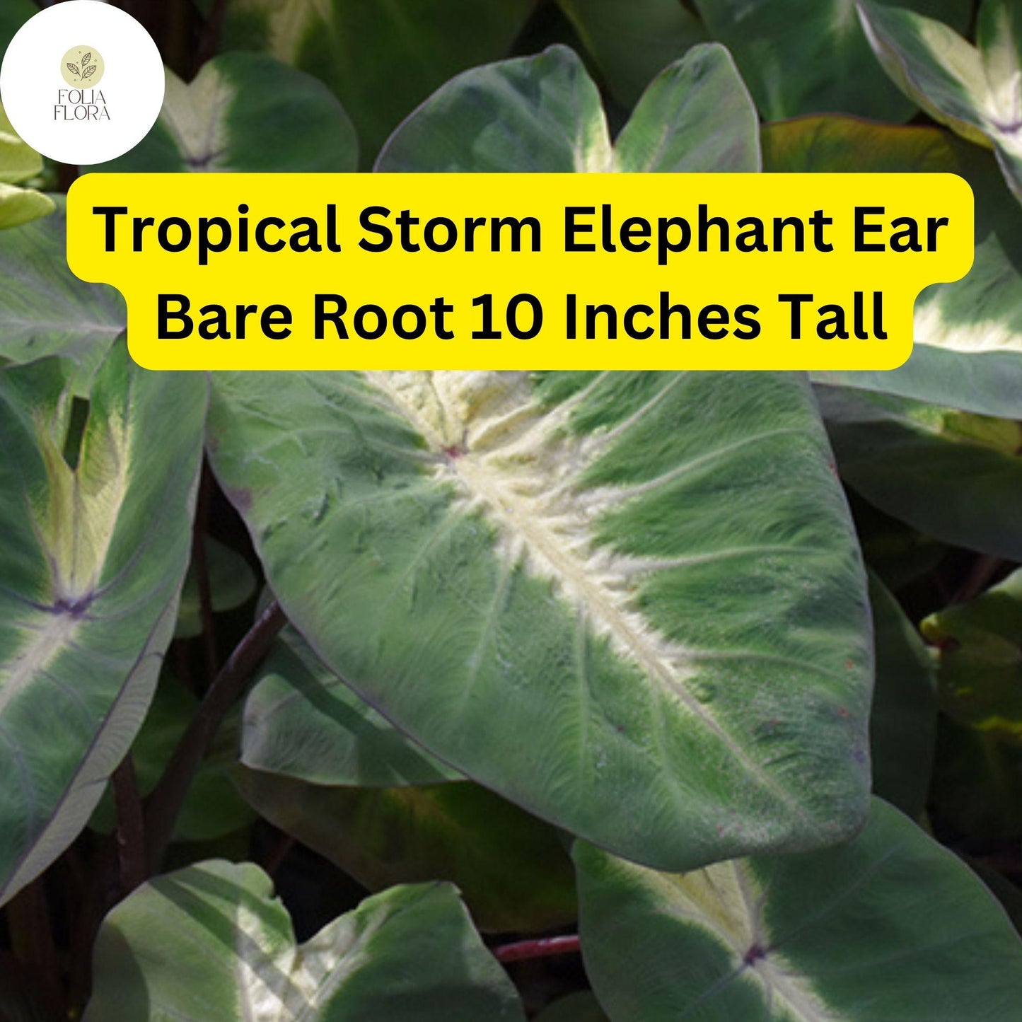 Colocasia esculenta ‘Tropical Storm’ Elephant Ear Bare Root Plant – Exotic Foliage, Large Green Leaves with Dark Purple Centers