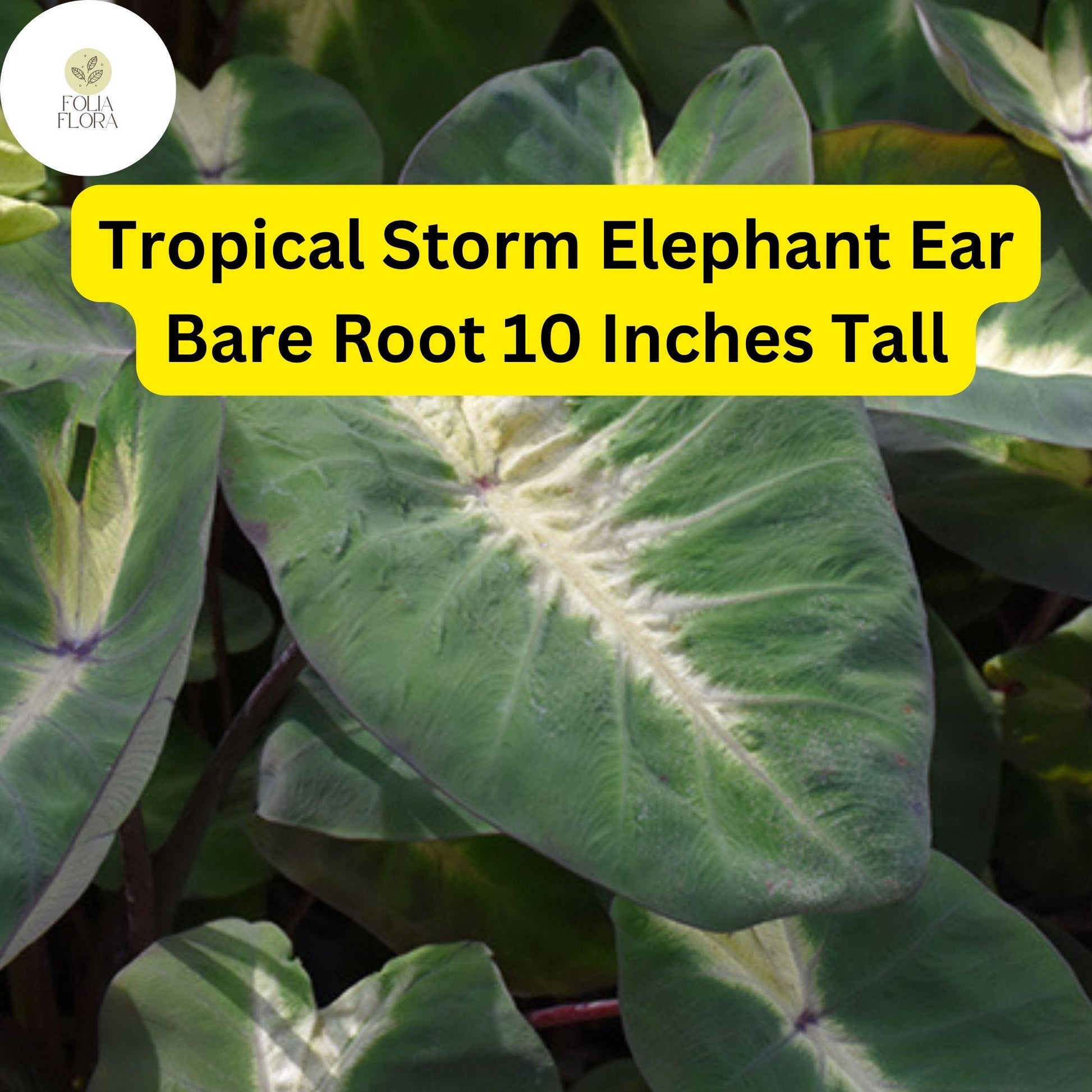 Colocasia esculenta ‘Tropical Storm’ Elephant Ear Bare Root Plant – Exotic Foliage, Large Green Leaves with Dark Purple Centers