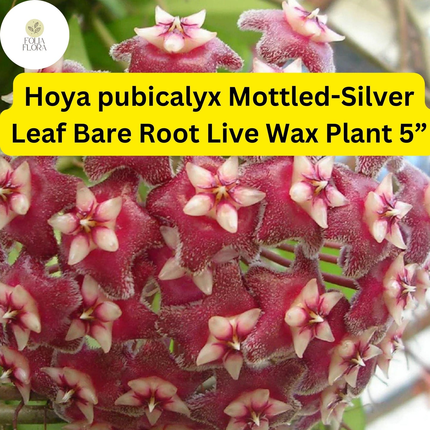 Hoya pubicalyx Mottled-Silver Leaf Bare Root Wax Plant 5” – Tropical Vining Houseplant with Fragrant Star-Shaped Flowers