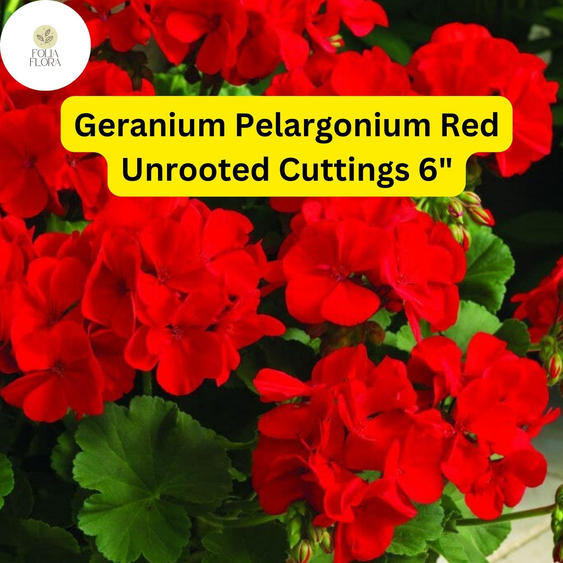 Geranium Pelargonium ‘Red’ | 3 Live 6-Inch Unrooted Cuttings | Bright Red Blooms, Drought-Tolerant Flowering Plant
