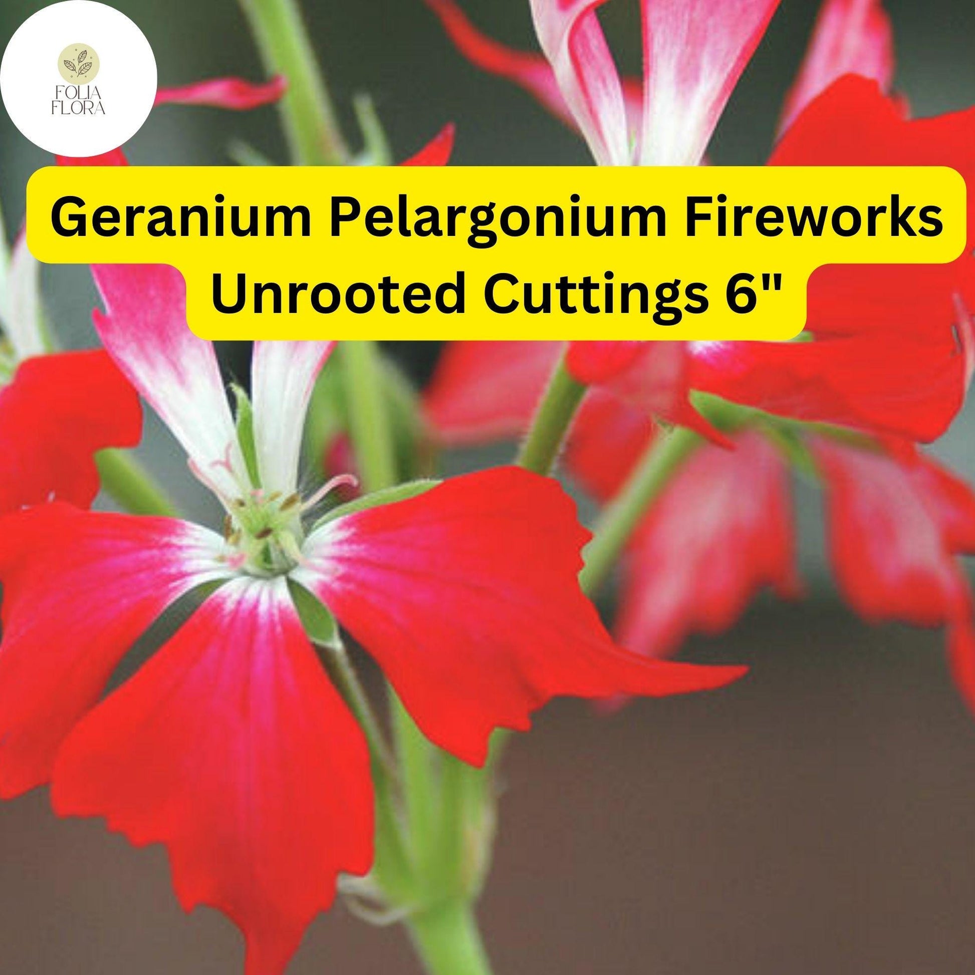 Geranium Pelargonium ‘Fireworks Red’ | 3 Live Unrooted 6” Cuttings | Vibrant Red Blooms, Easy-Care, Pollinator-Friendly