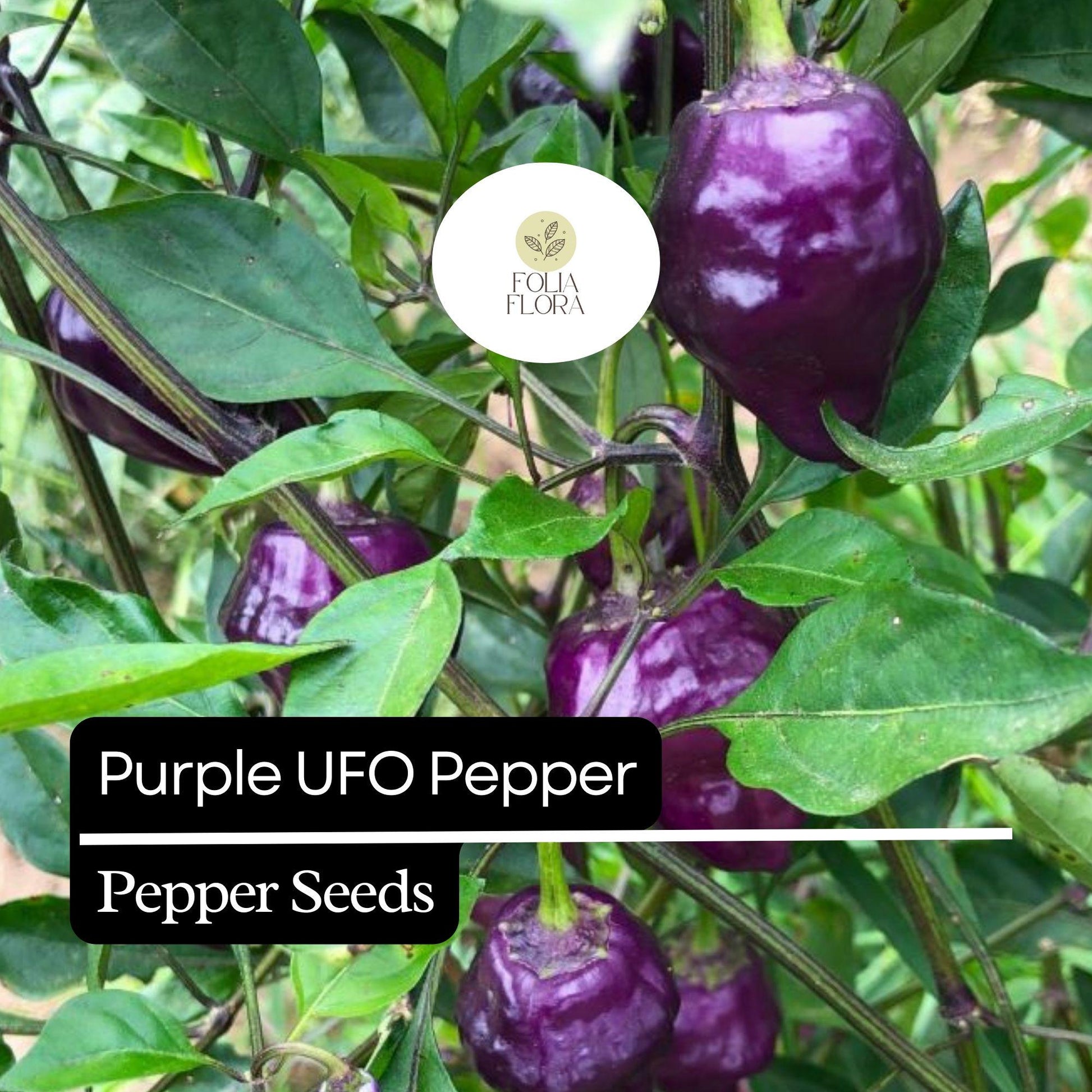 Purple UFO Pepper Seeds – Heirloom, Non-GMO, Mild to Medium Heat, Fruity & Sweet, Capsicum annuum