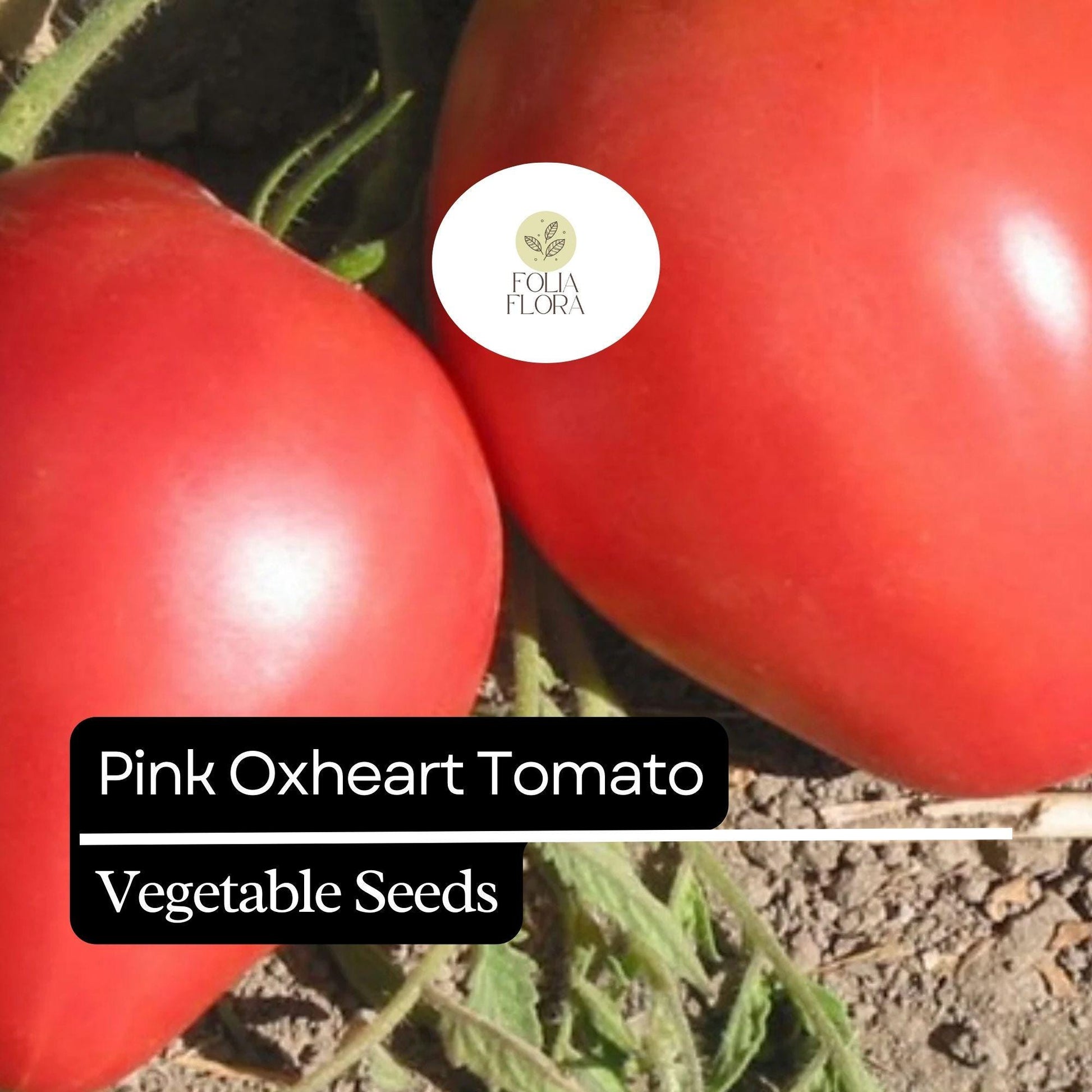 Pink Oxheart Tomato Seeds – Heirloom, Non-GMO, Large Juicy Pink Tomatoes, Solanum lycopersicum