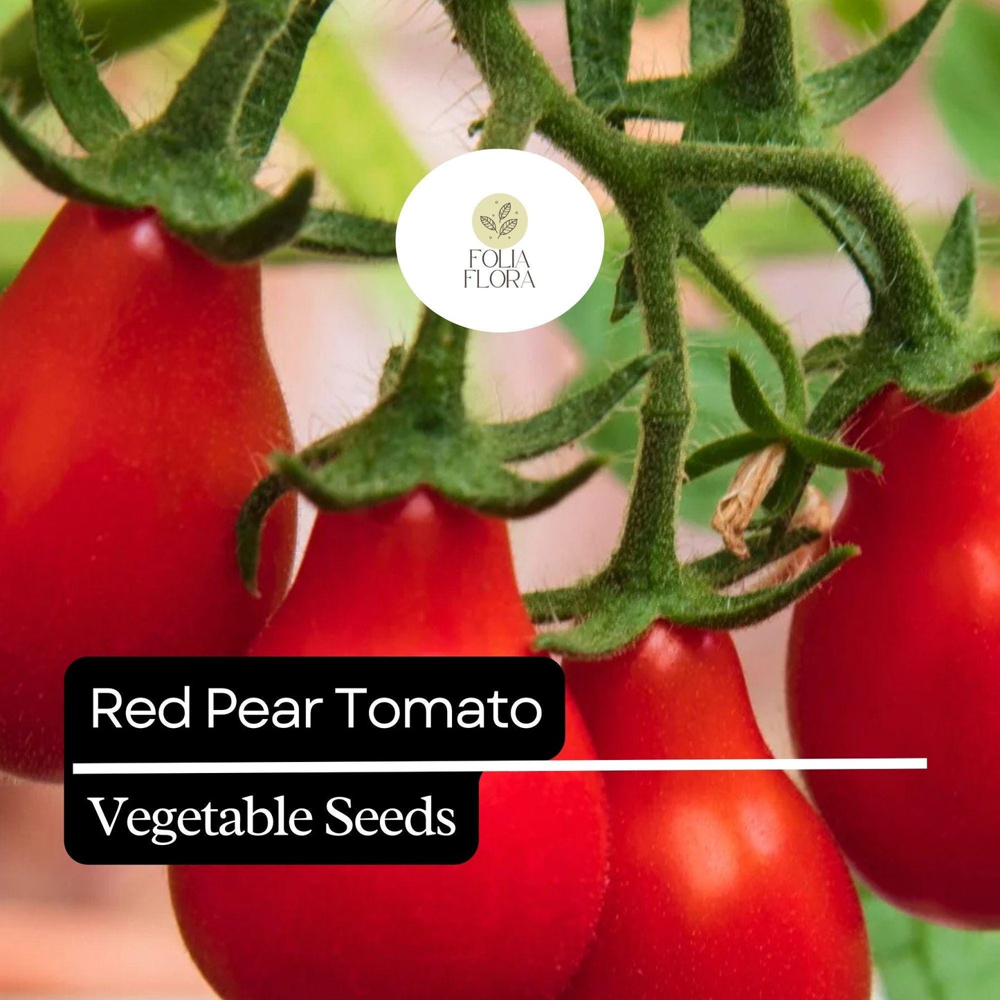 Red Pear Tomato Seeds – Heirloom Non-GMO Cherry Tomato, Bright Red, Sweet & Juicy, High-Yield Solanum lycopersicum