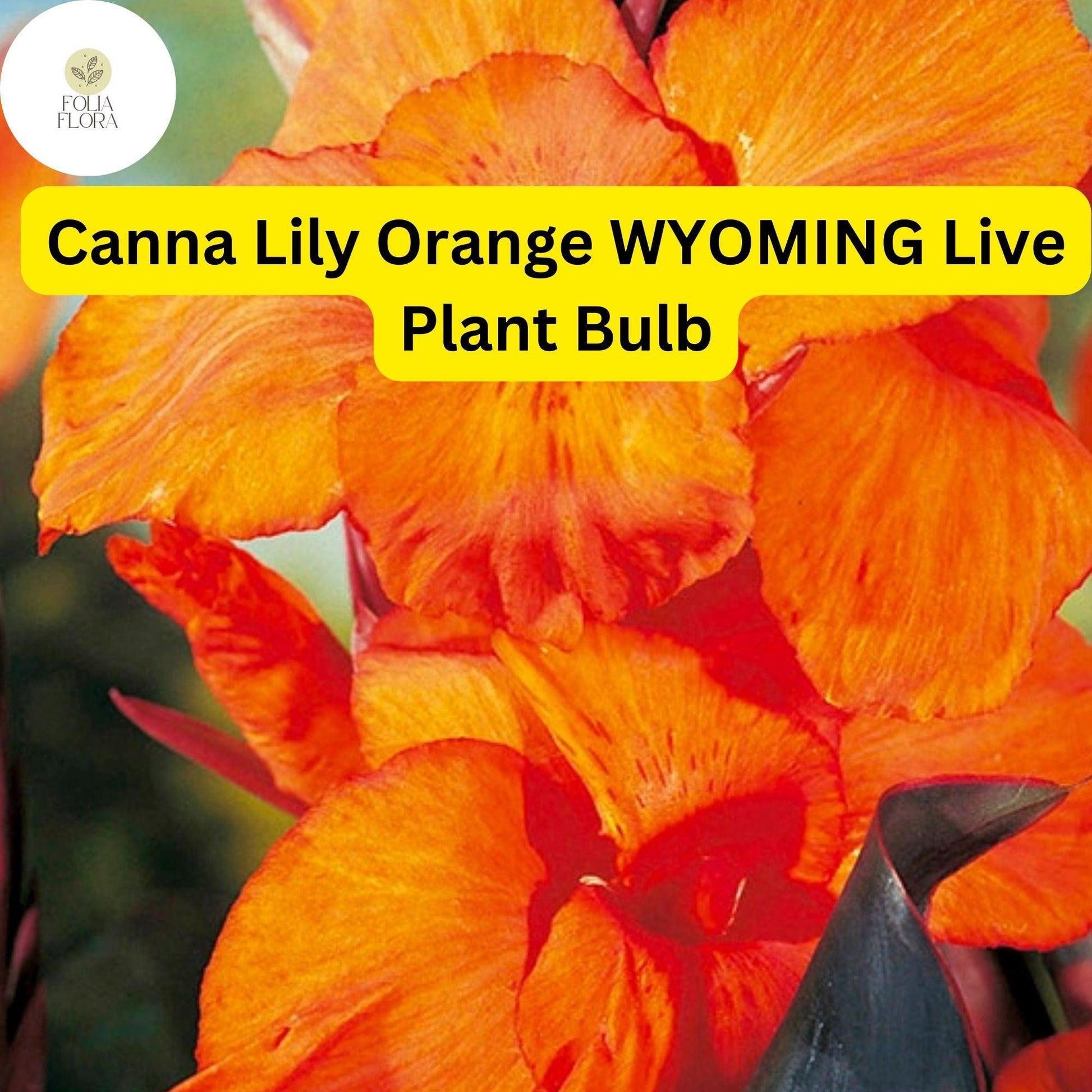 Orange Wyoming Canna Lily Bulb | Tropical Perennial with Fiery Orange Flowers & Purple Foliage | Canna indica 'Wyoming'